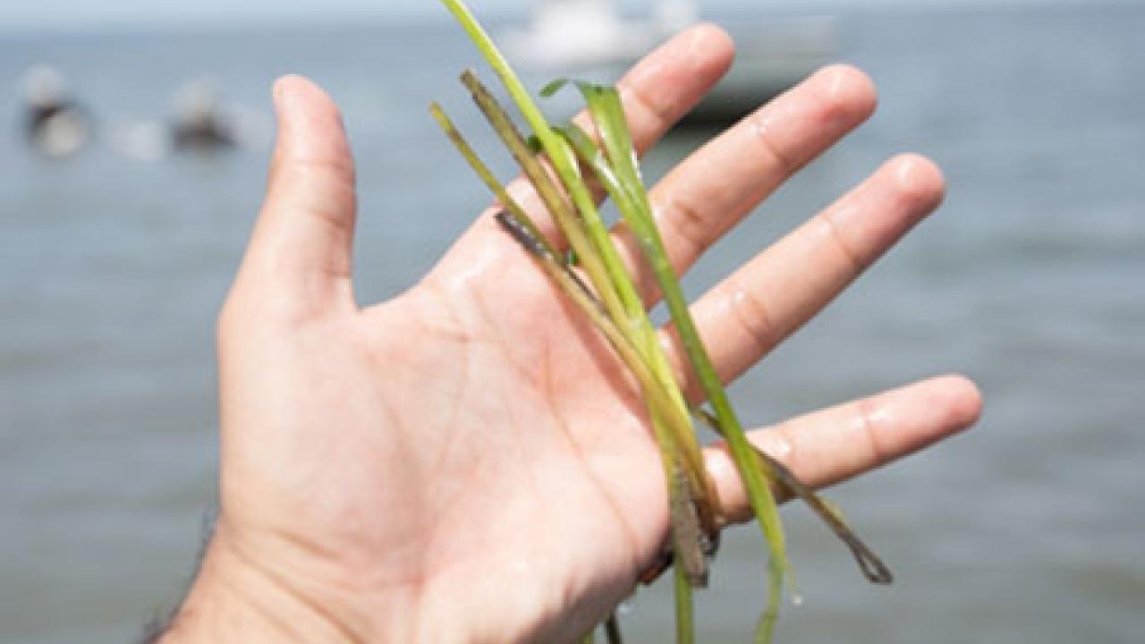 person holding seagrass in their hands