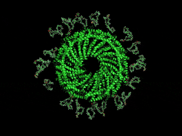 A green computer-generated rendering of the virus’ envelope.