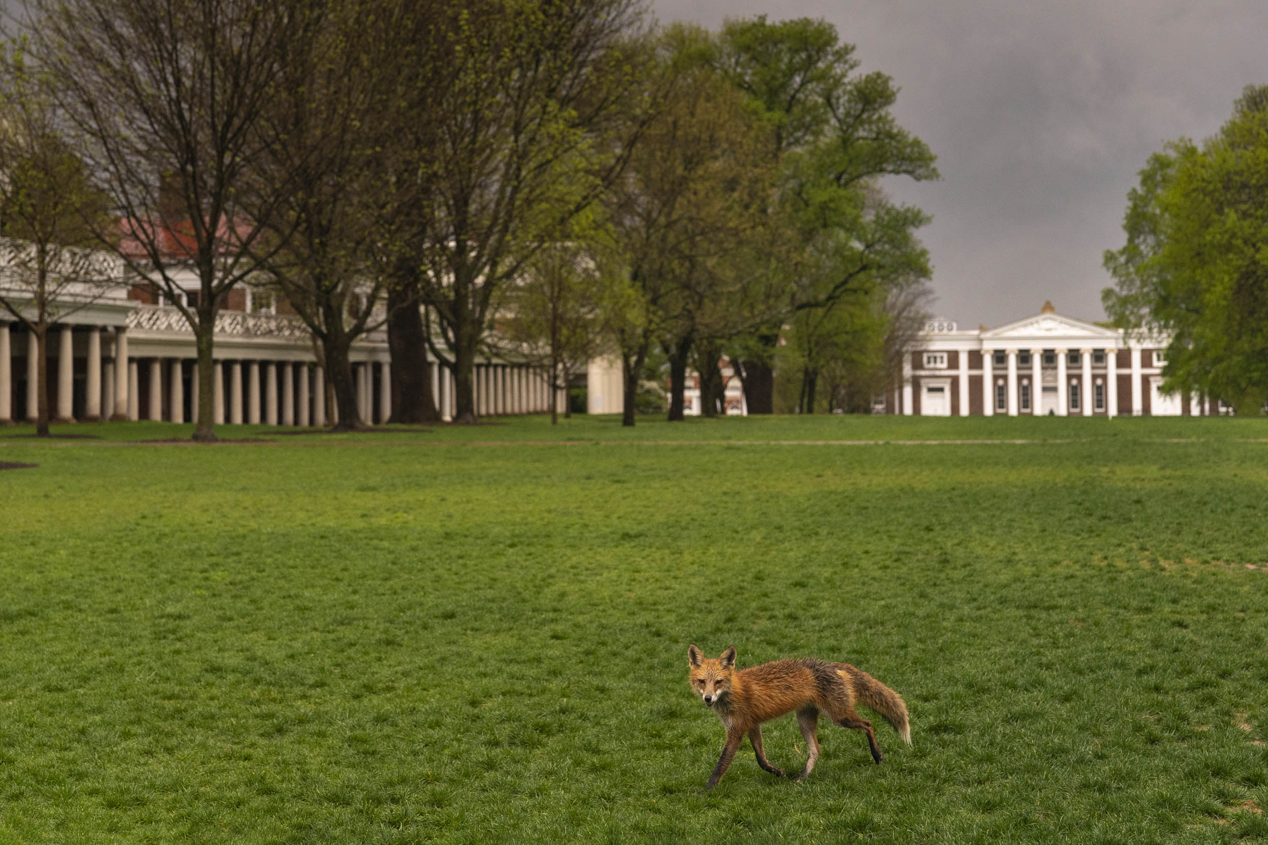 Fox on the Lawn as a storm is moving in