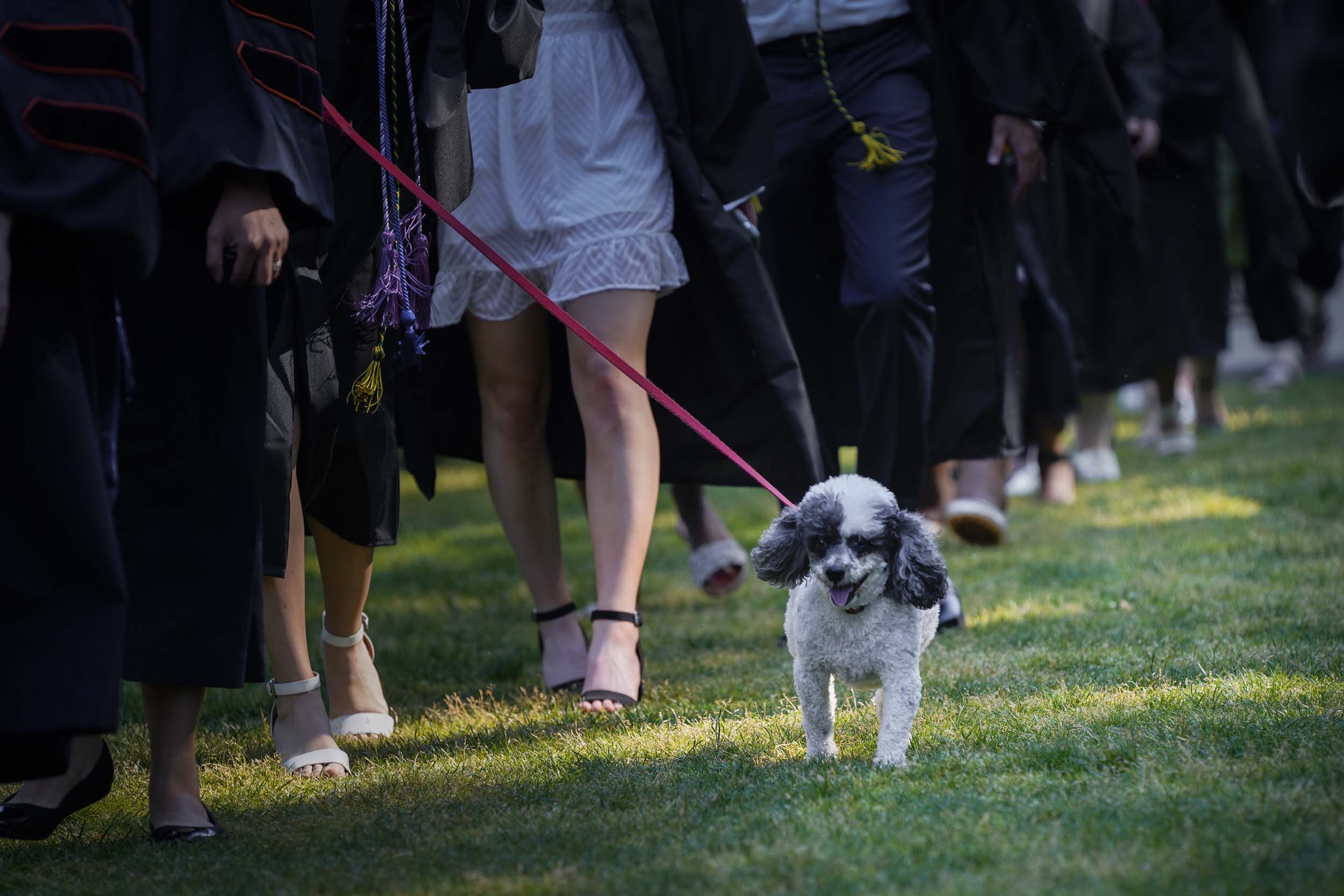 Dog walking on a leash with the graduates