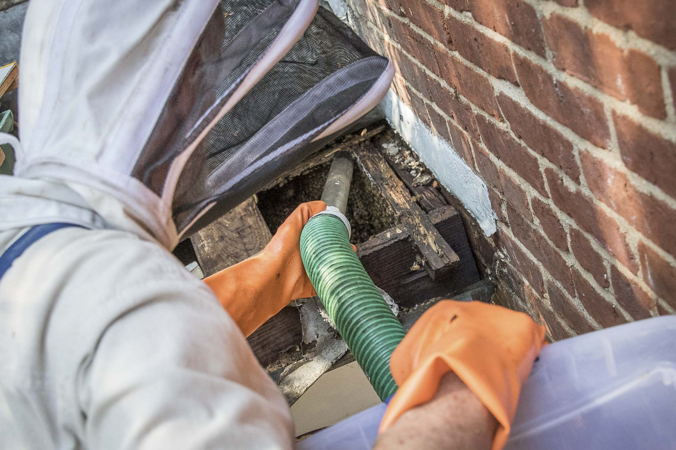 Man using a vacuum to suck bees into a plastic bin