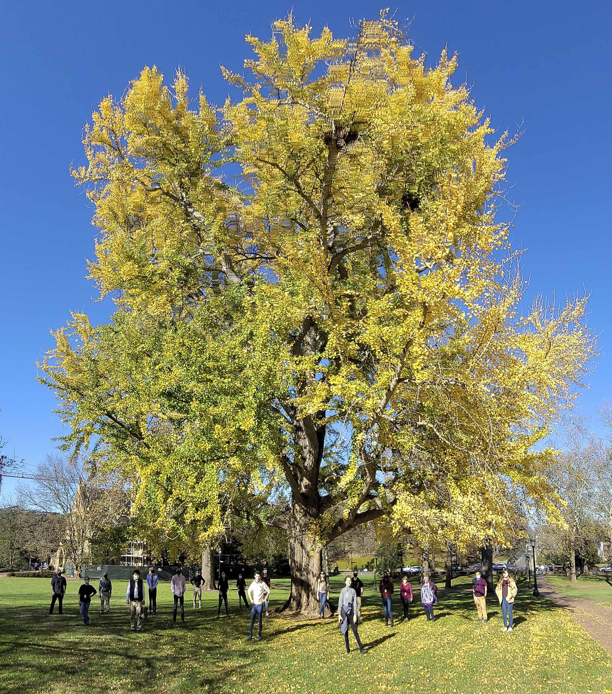 Tree turning yellow