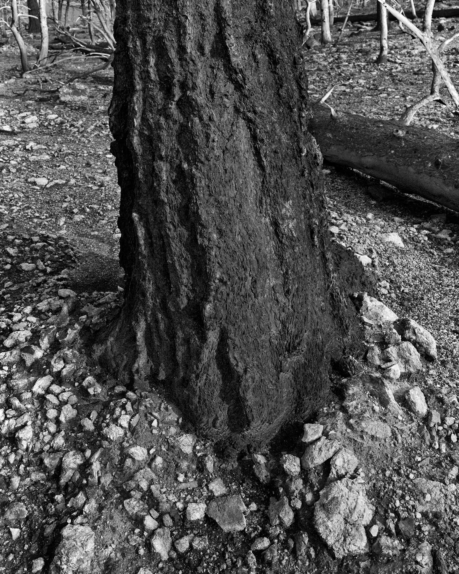 Gray photo of the base of a tree