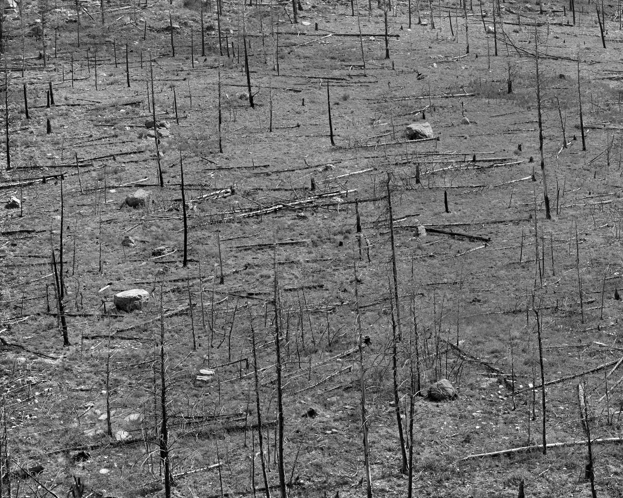 Gray photo  of a field with destroyed trees and big rocks on the ground