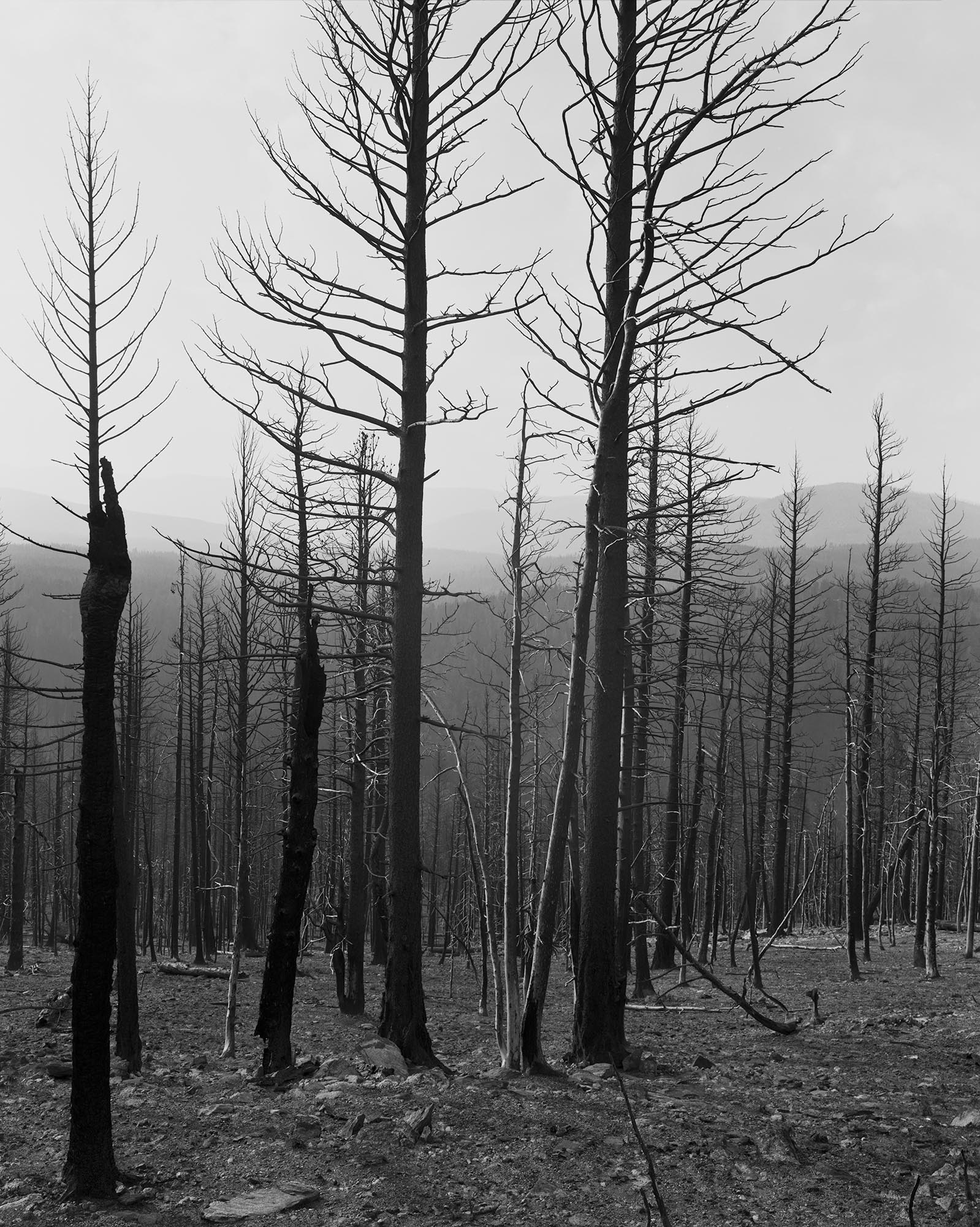 Gray photo with empty trees