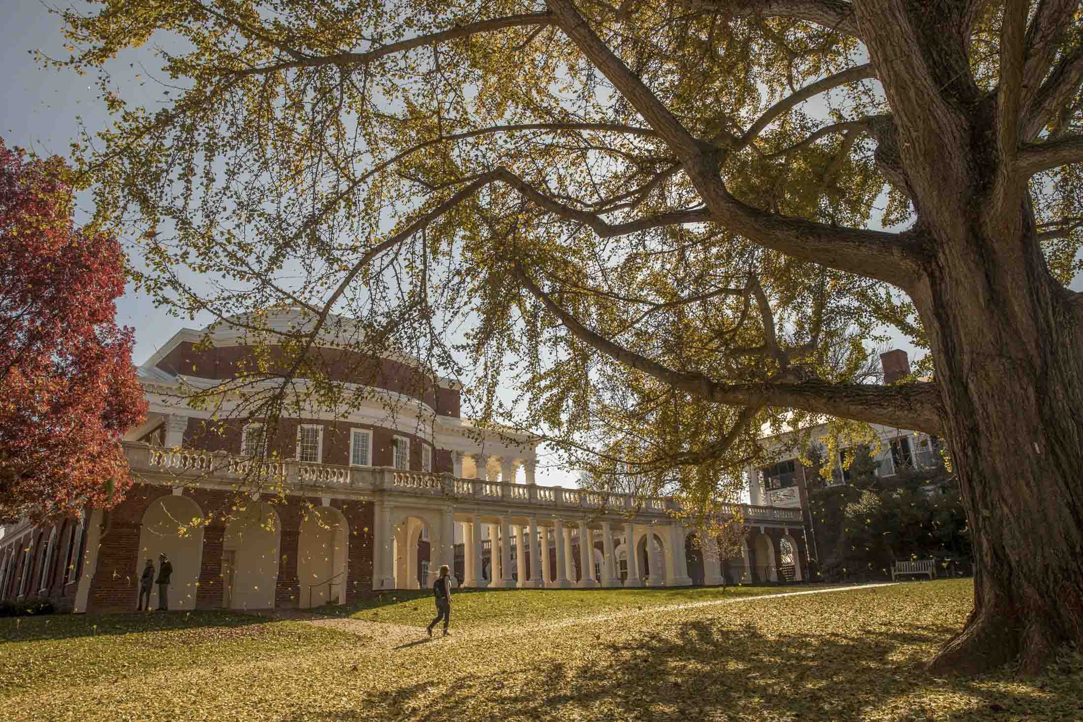 Tree next to the Rotunda