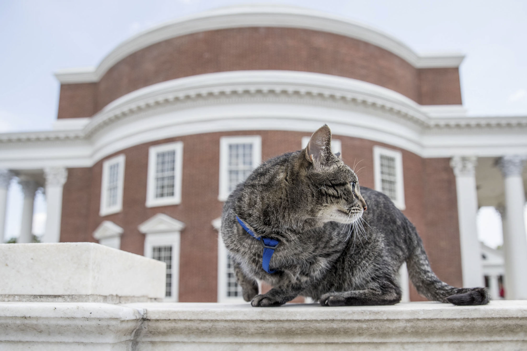 Cat on the wall of the Rotunda