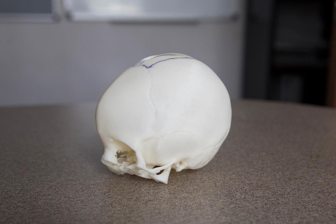 Small skull sits on a table