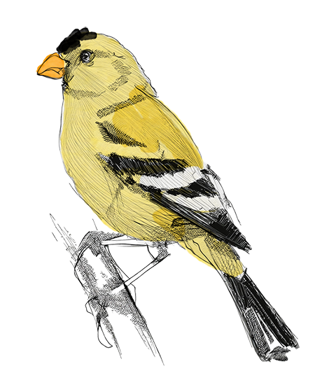 Illustration of a American Goldfinch