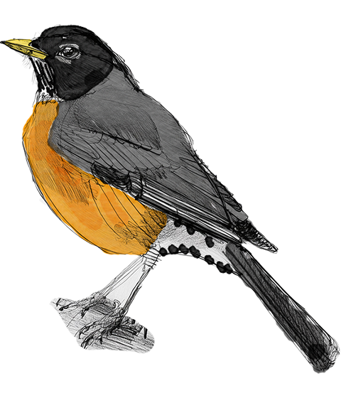 Illustration of a American Robin