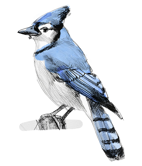 Illustration of a Blue Jay