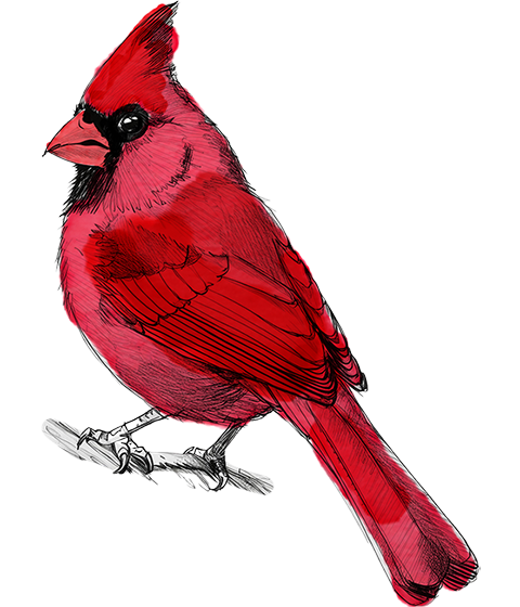 Illustration of a Northern Cardinal