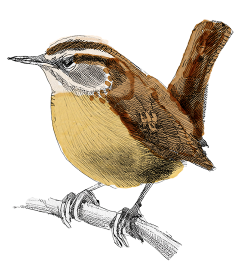 Illustration of a Carolina Wren