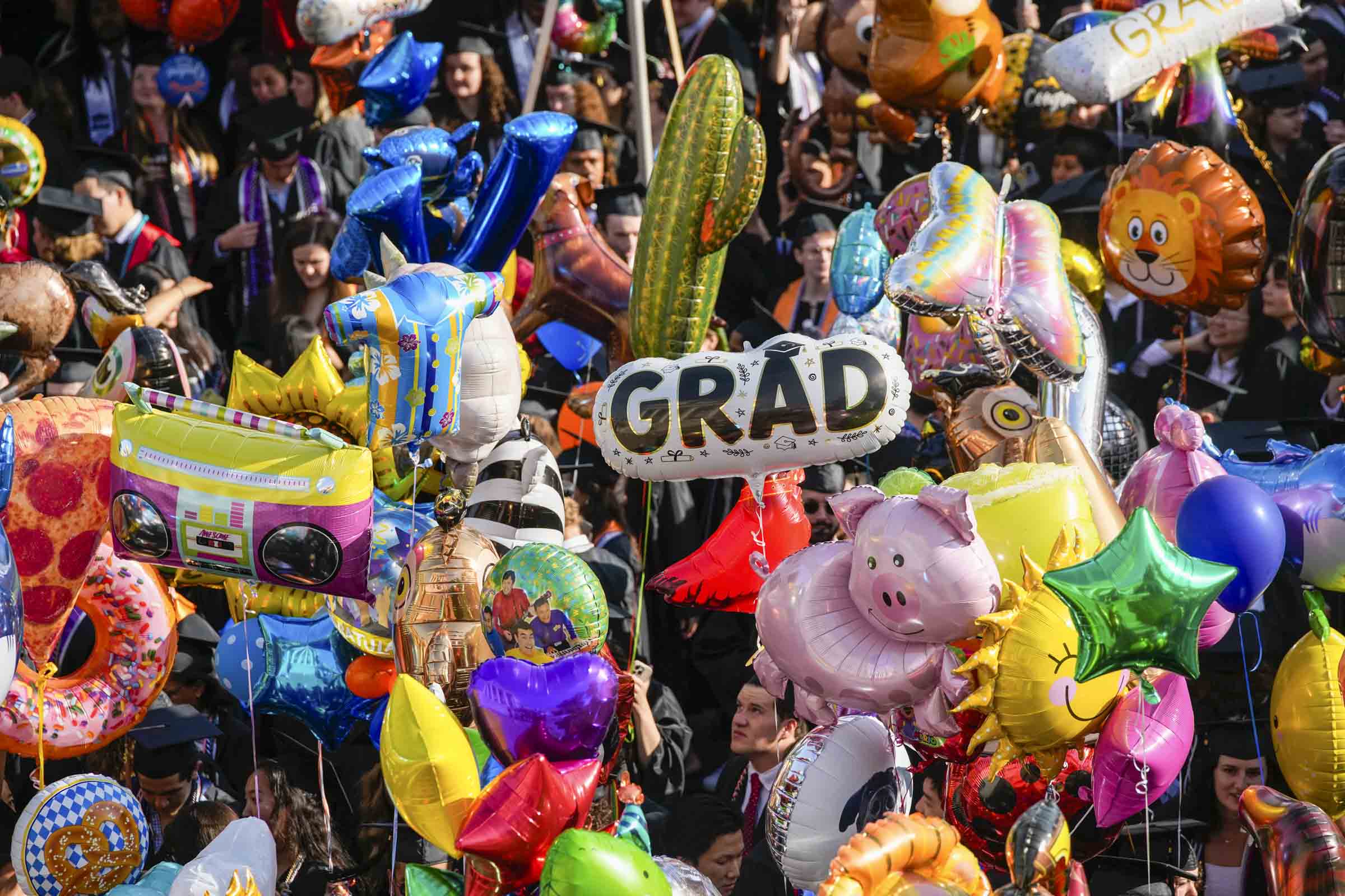 A full view of graduation balloons