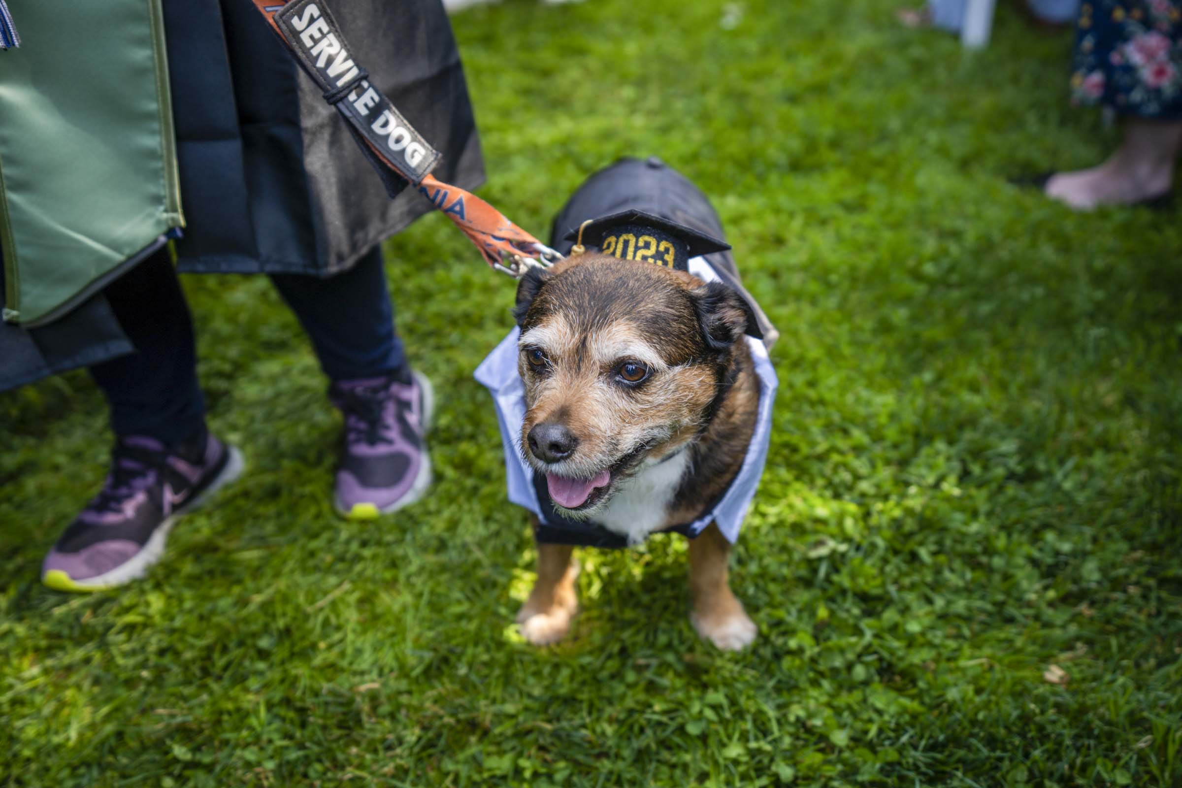A little dog walks with their soon to be A&S graduate as they walk down the Lawn