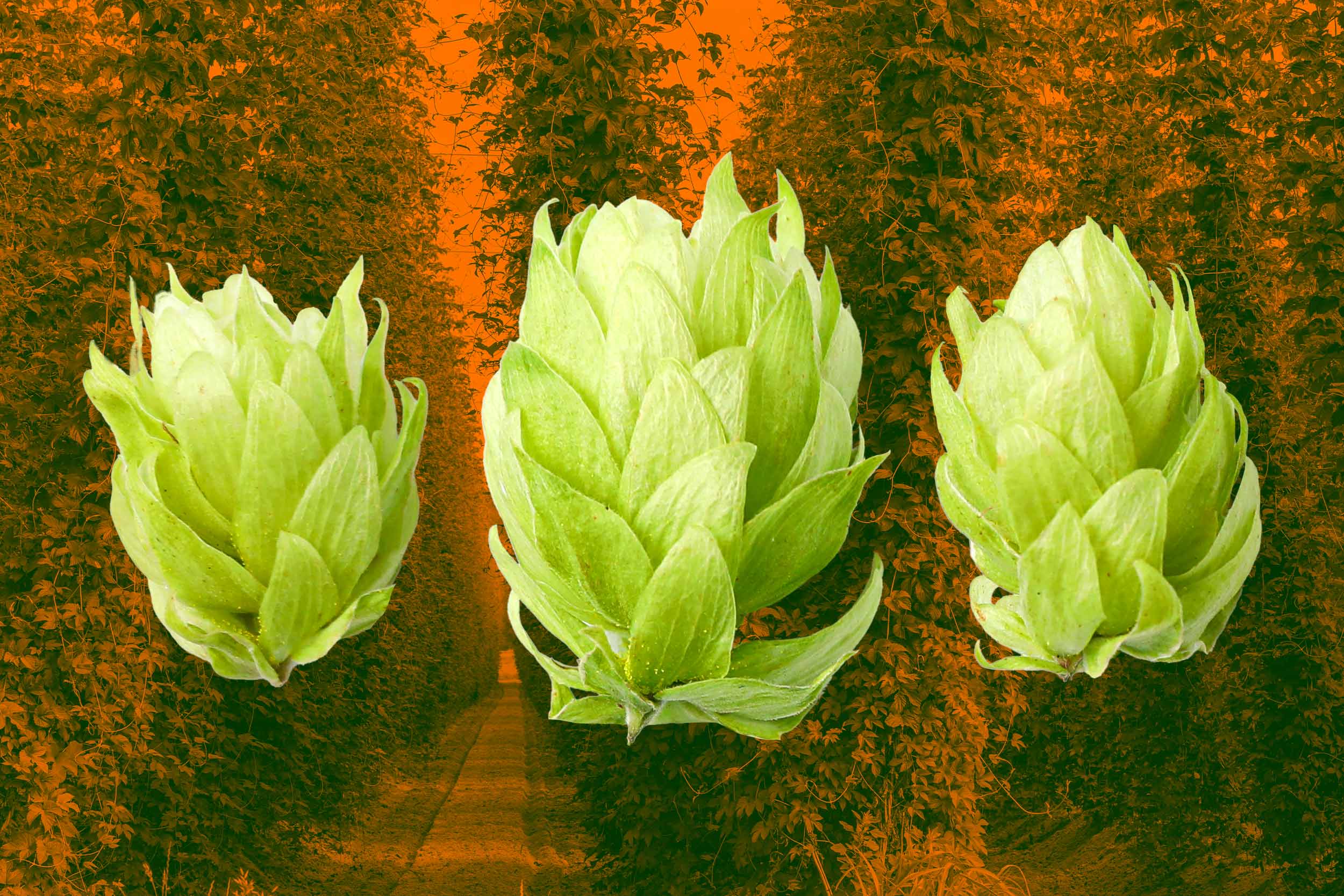 A graphic illustration of hops from a plant overlayed on a hop plant background