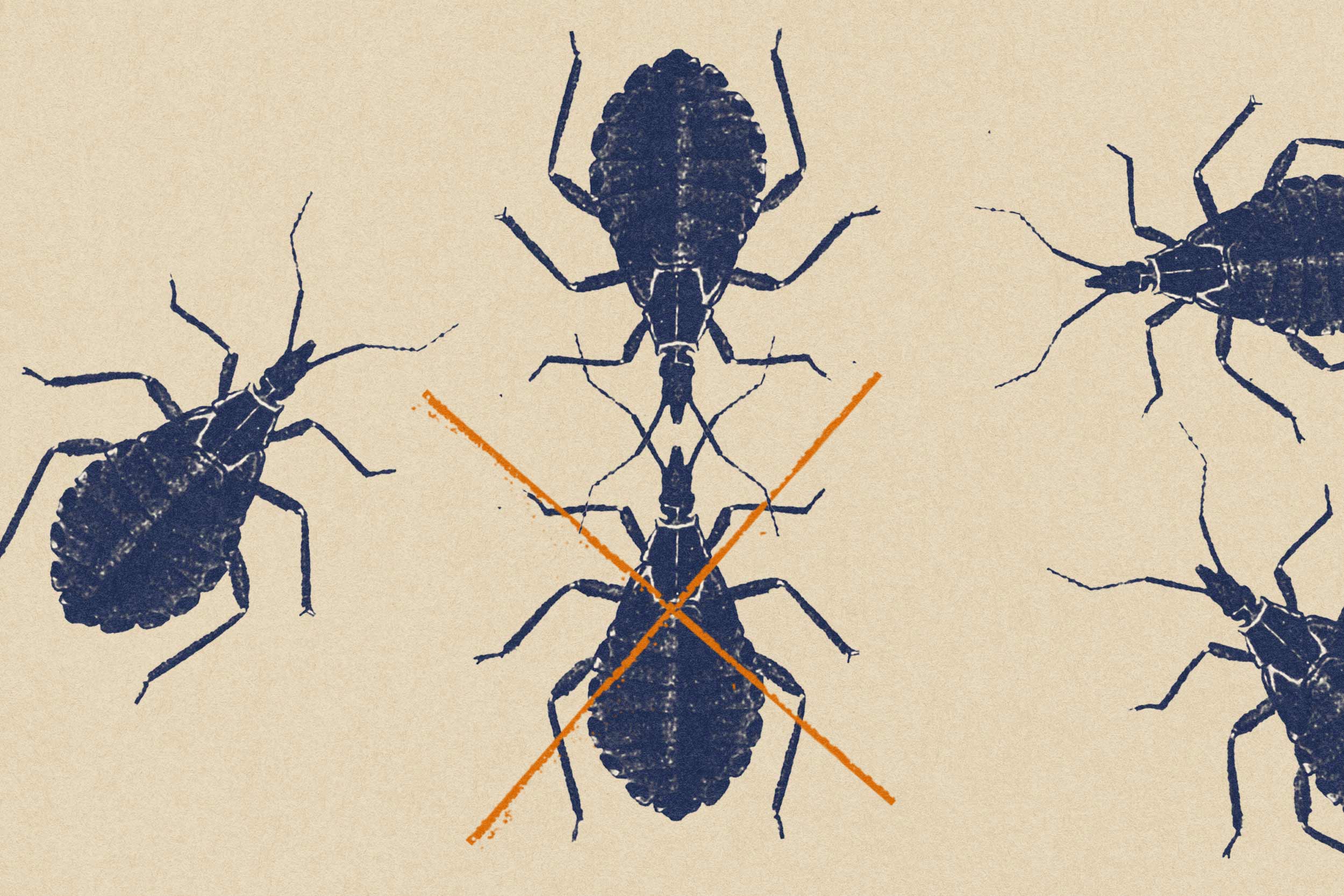illustration of ’kissing bugs‘ on a tan backdrop where two bugs are crossed out with an orange ’X‘