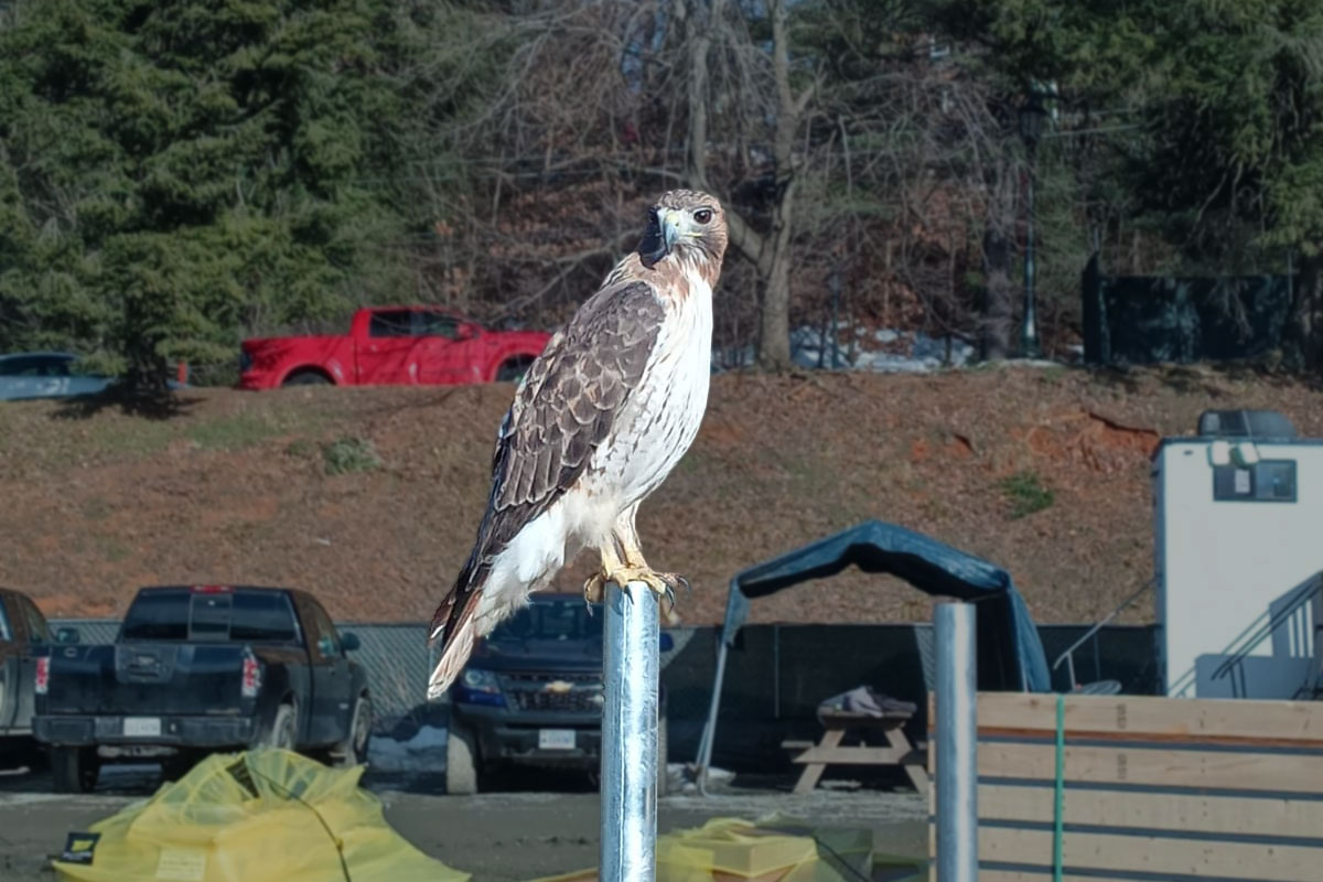 A hawk is perched on a metal post in front of a parking lot full of pickup trucks