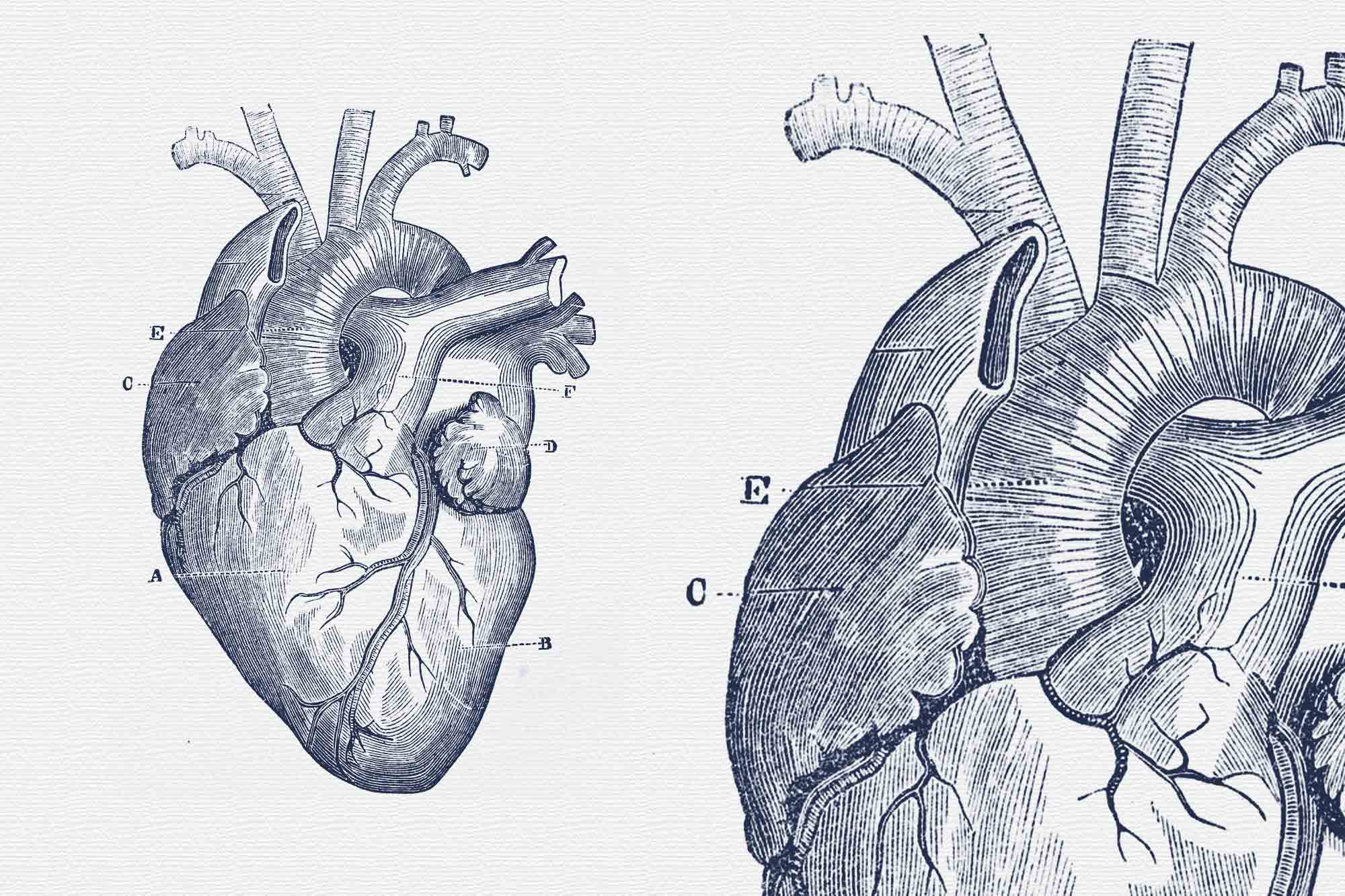 Illustration of two hearts