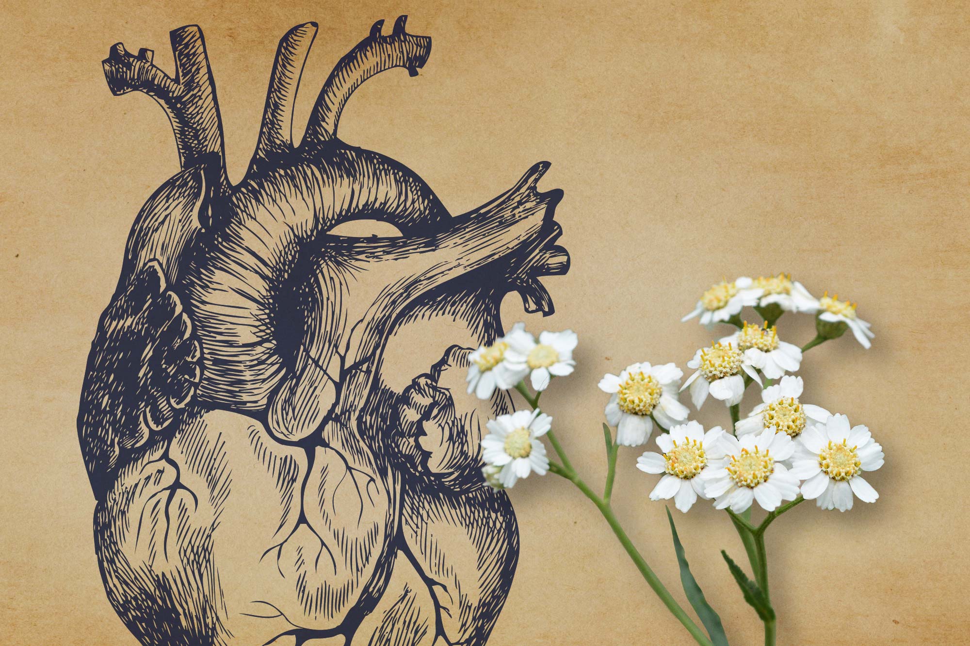 Illustration of a heart and small white flowers