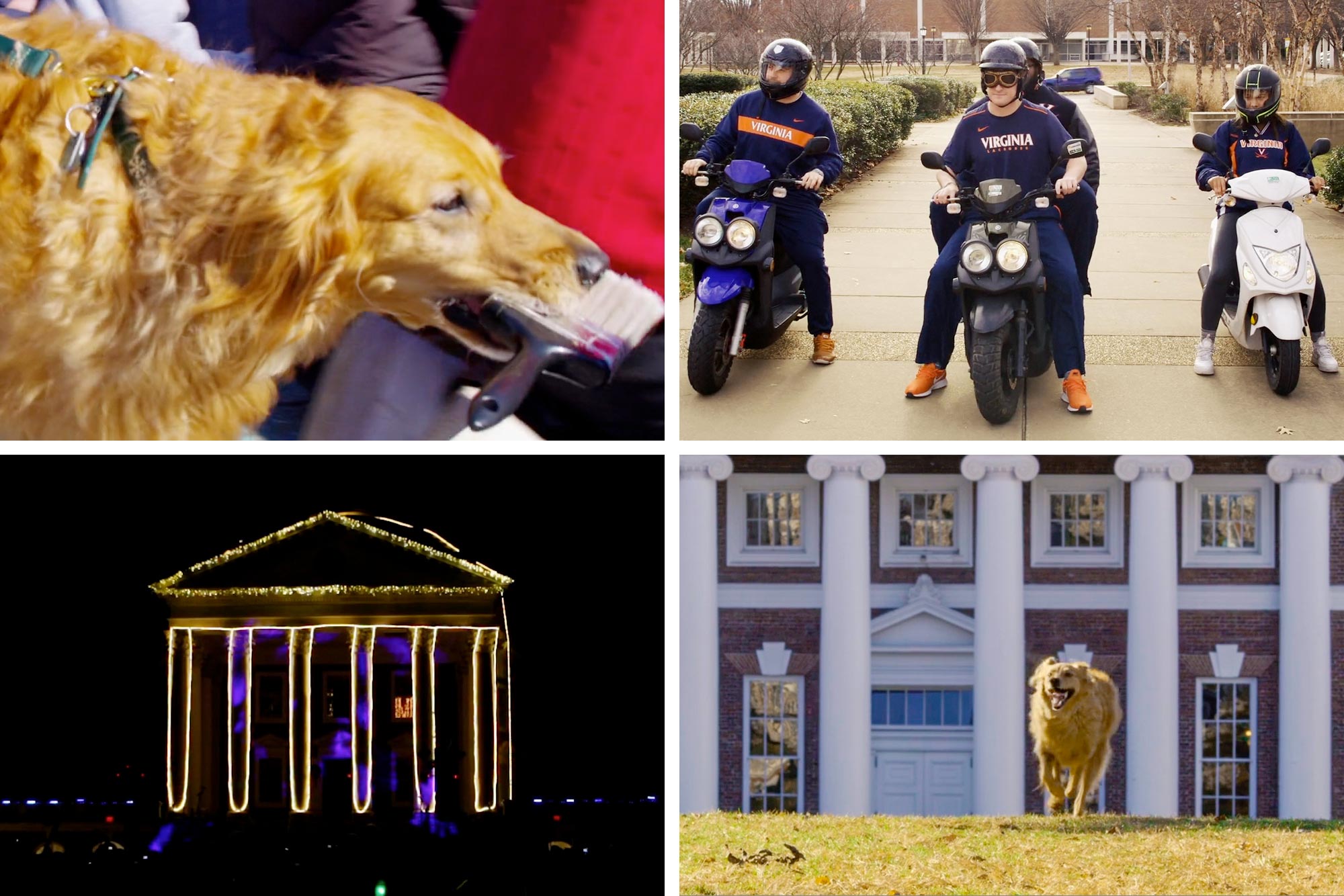 top left: dog carrying paintbrush, top right: students on mopeds, bottom left: Rotunda light up in lights, Bottom right: dog running across the Lawn