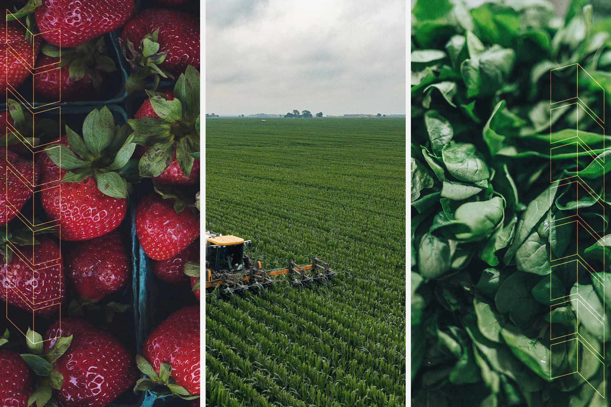 Left: Picked Strawberries in a pile Center: Farm equipment working in a field Right: Green plants growing