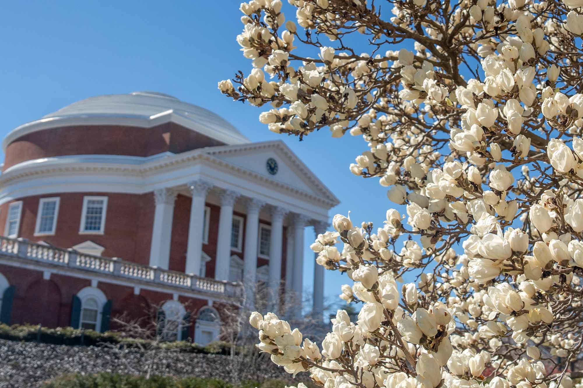 Spring flowers in front of Rotunda 
