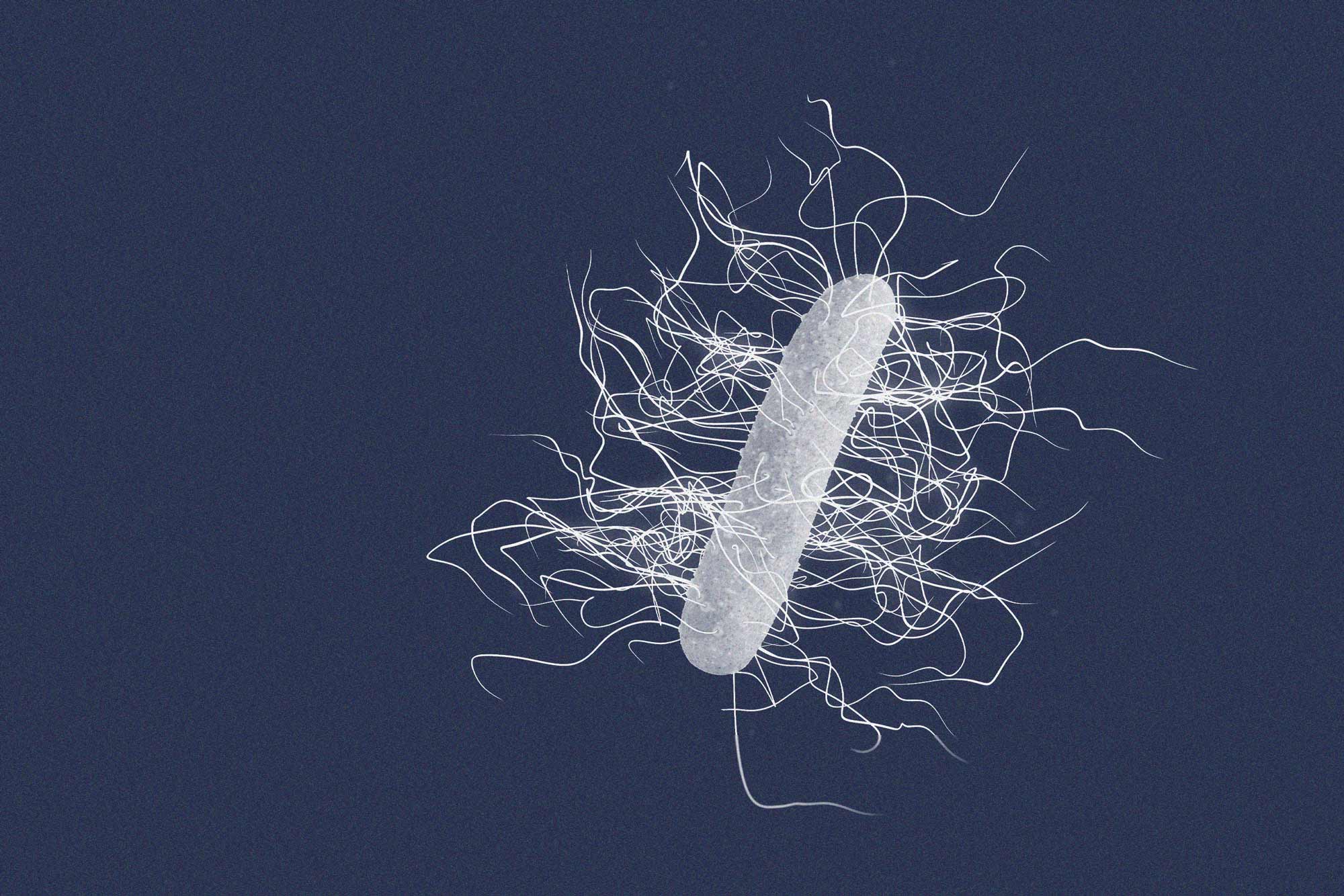 Illustrations of bacteria, a white oval with a lot of white squiggily lines like hair coming off it