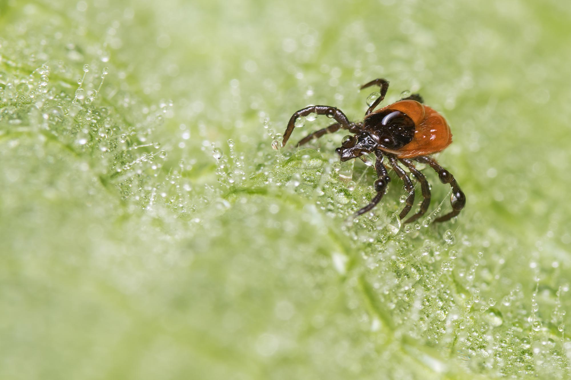 Deer tick season is early, thanks to global warming.  Here’s what you need to know