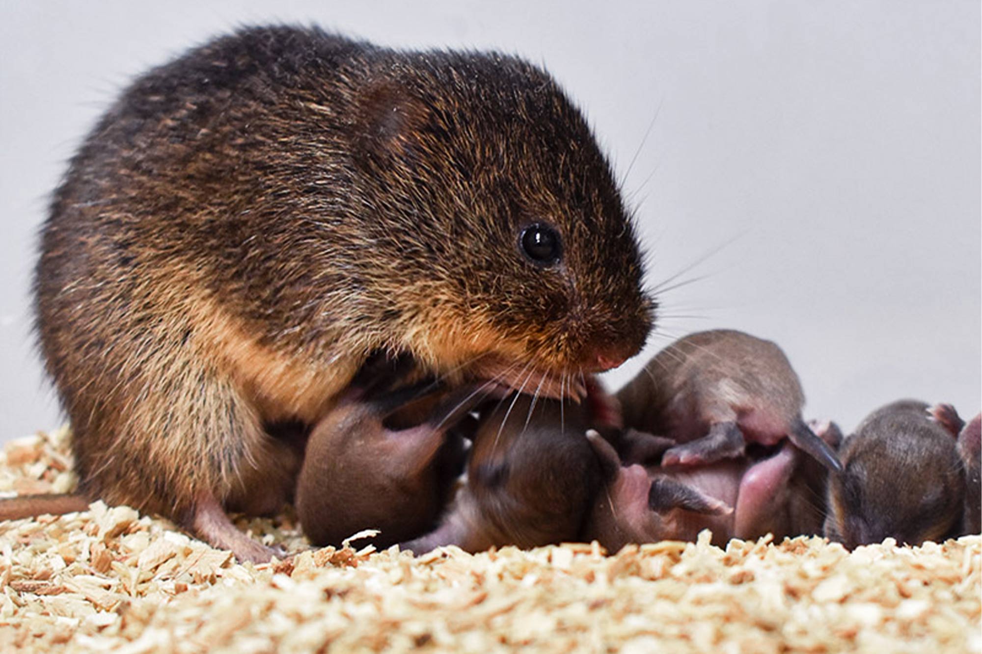 Prairie vole parent with a litter of babies