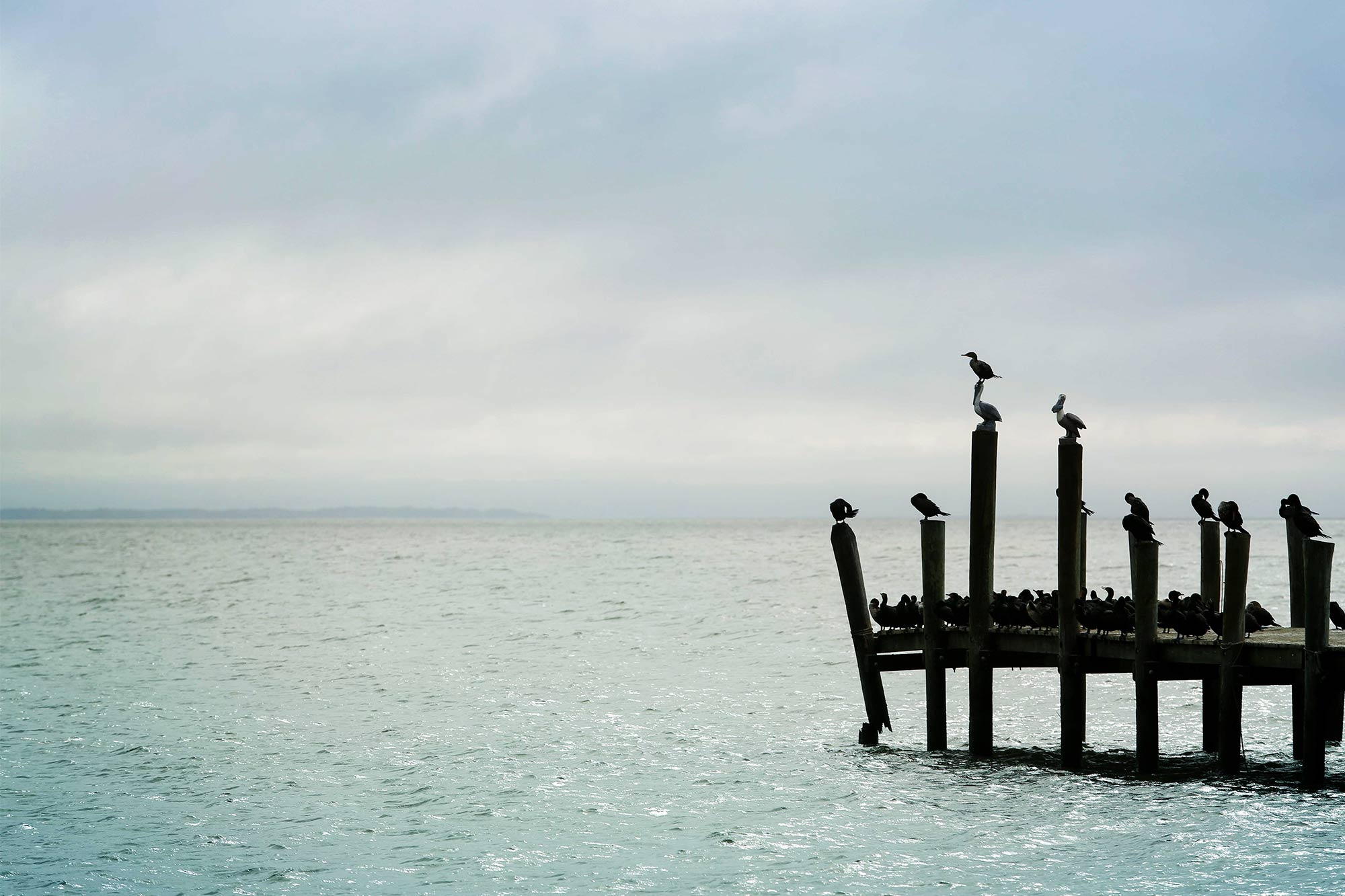 Seabirds perched on an old wooden pier
