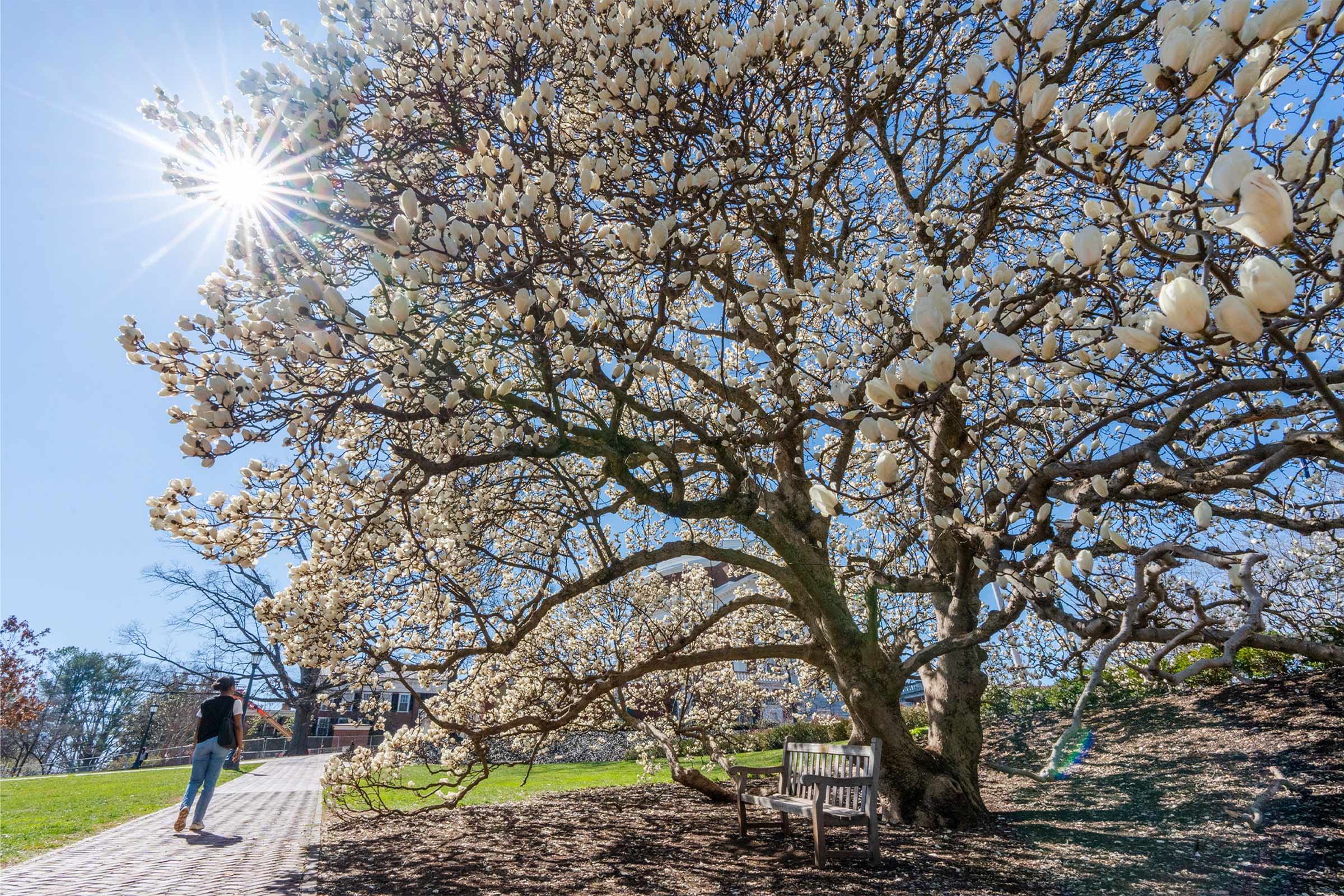 A student walking by one of the Lawn's magnolia trees in full bloom