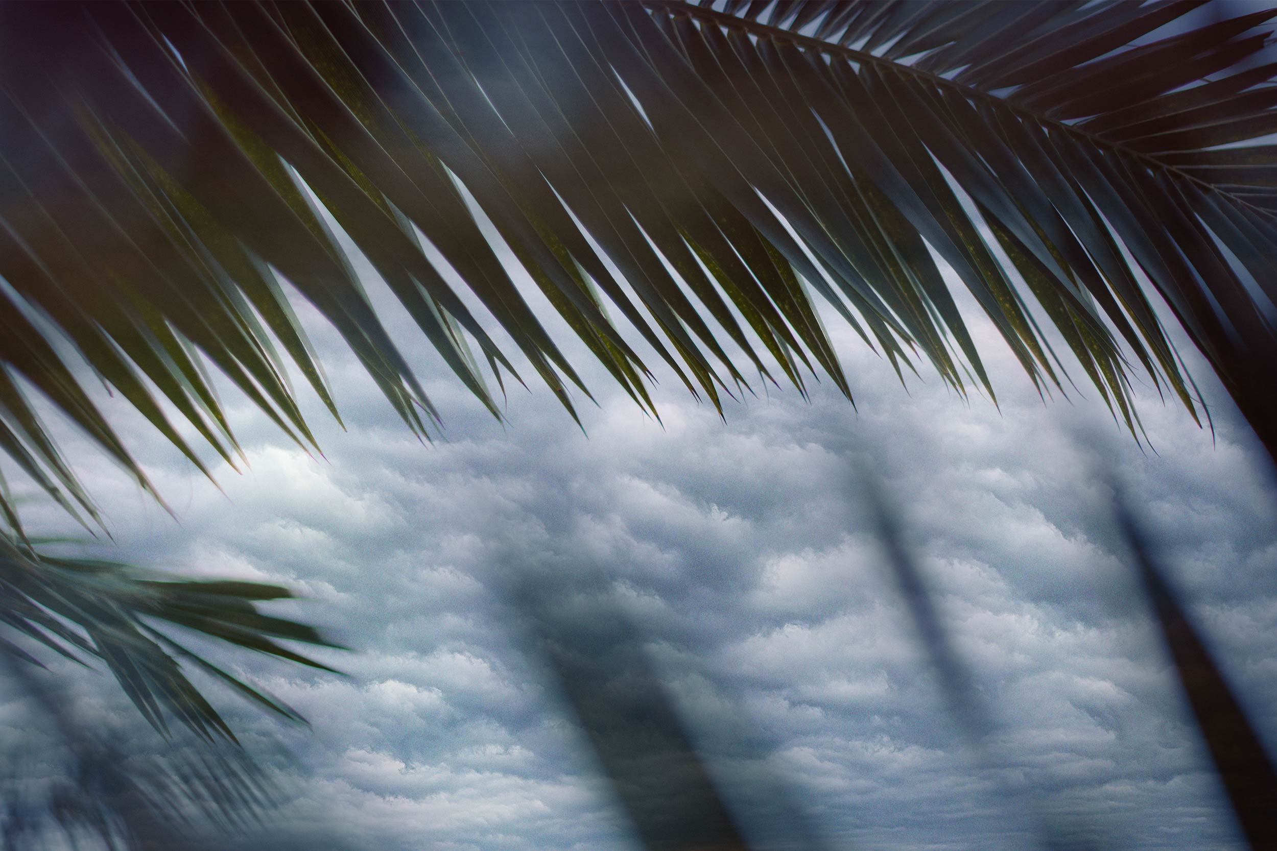 Palm branch with clouds seen through the branches