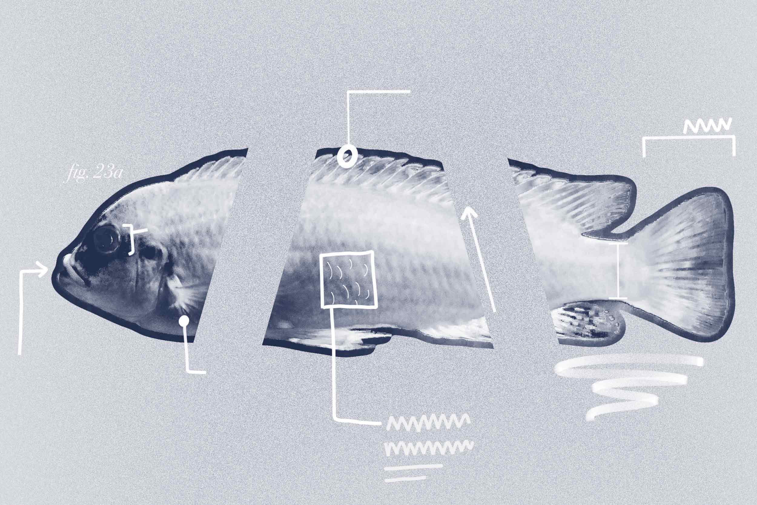 Illustration of a Fish dissected with lines pointing to text