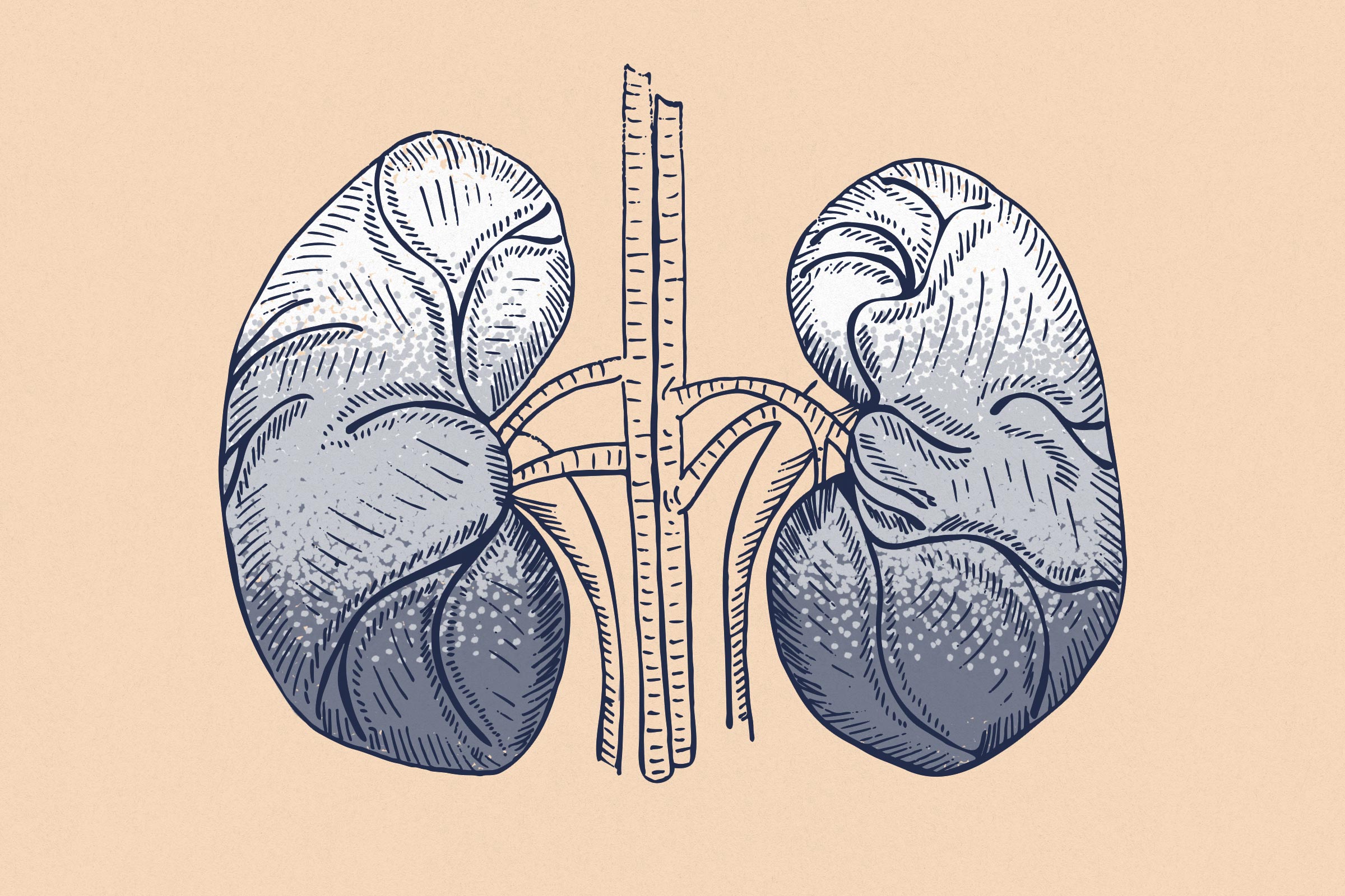 Graphic illustration of lungs