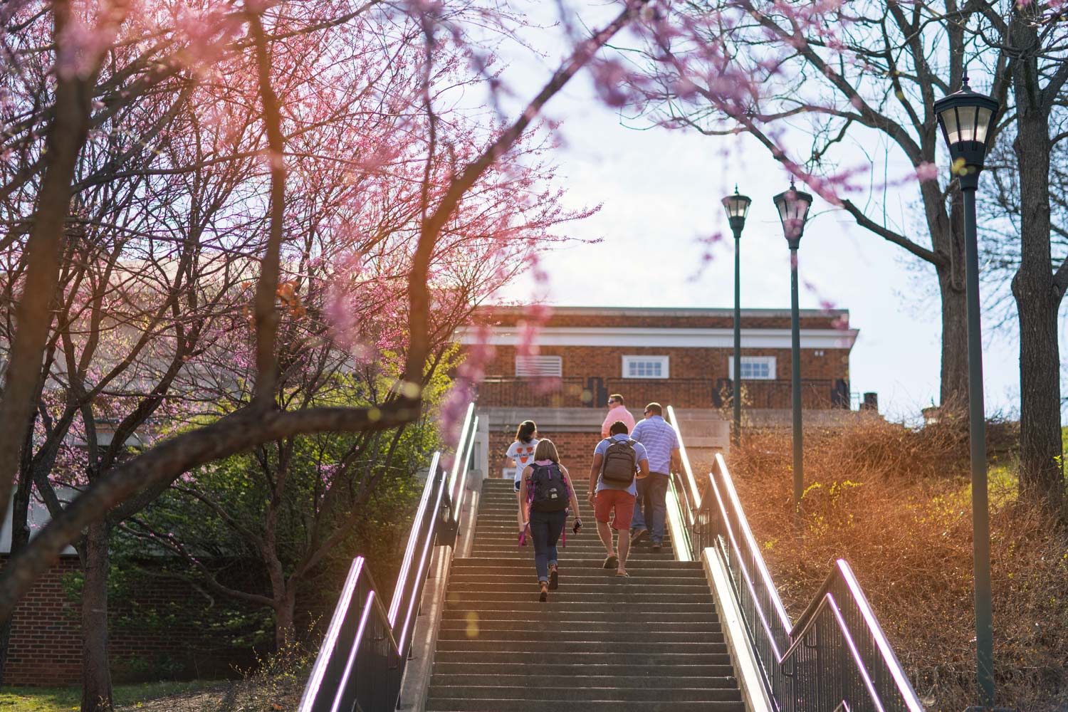 Five UVA students walk up a long flight of stairs next to blooming redbud trees