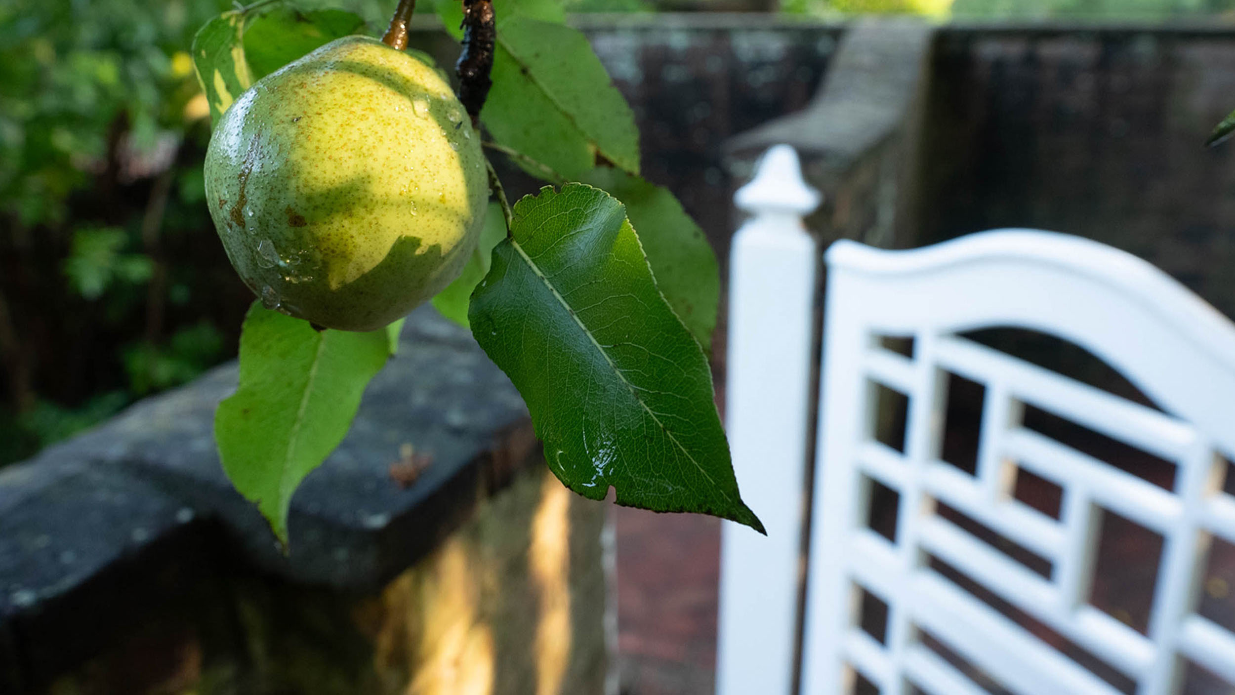 Close up of a fruit tree in one of the UVA Gardens.