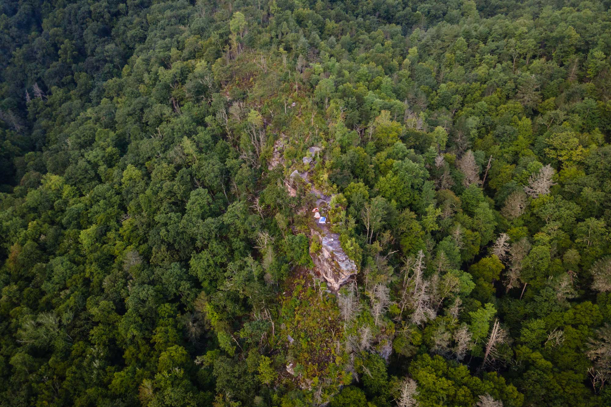 Aerial photo of hundreds of trees in a Virginia forest