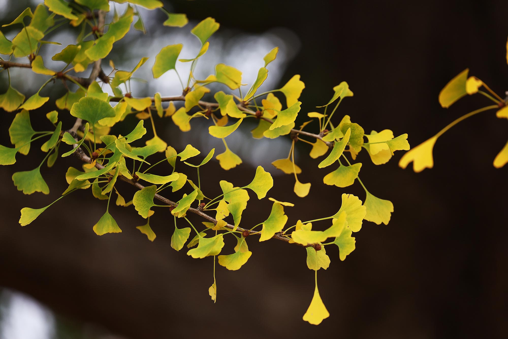 A close up image of a branch of the Gingko leaves