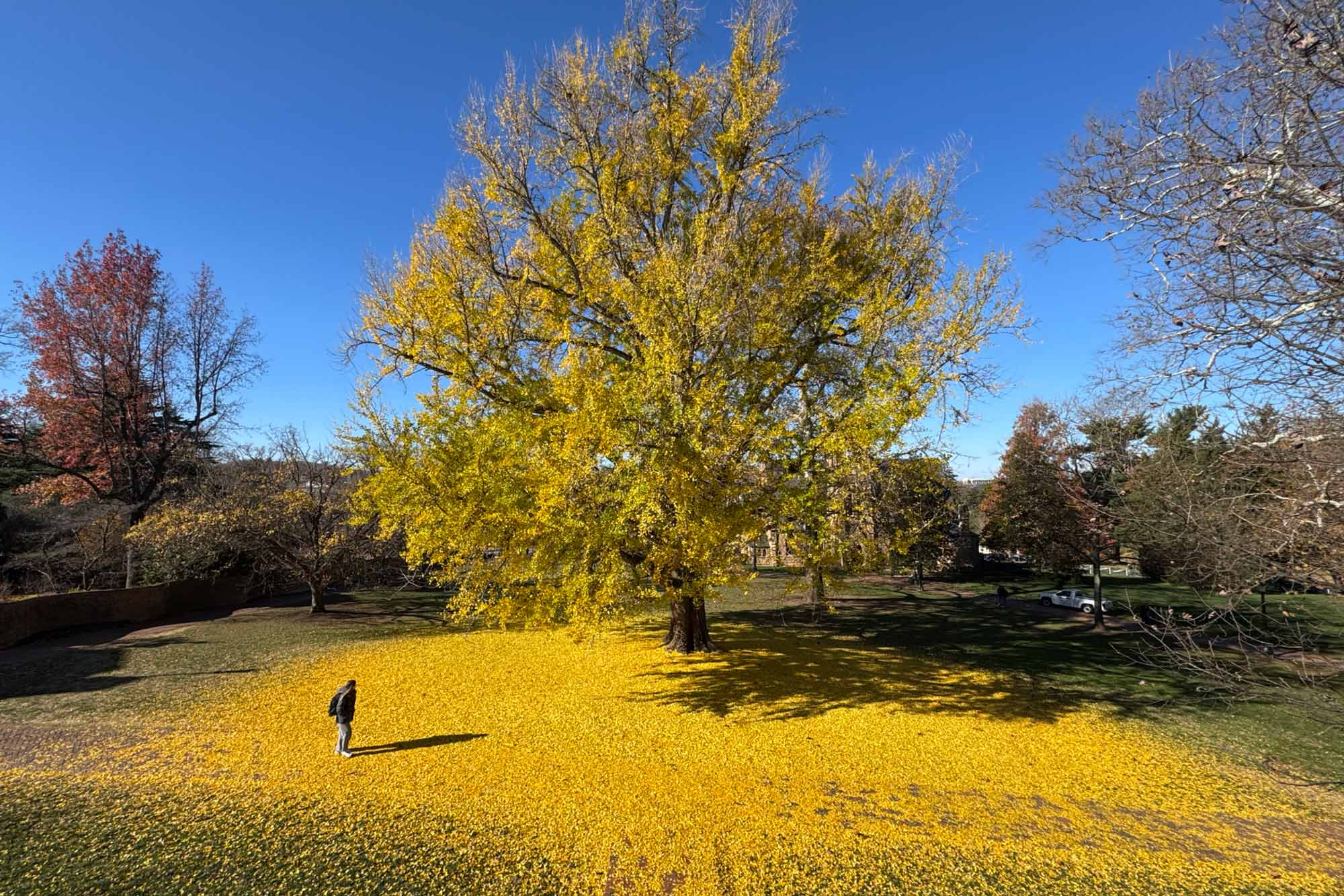 the UVA Pratt ginkgo tree. The ground beneath is covered with yellow leaves from the tree during Autumn.