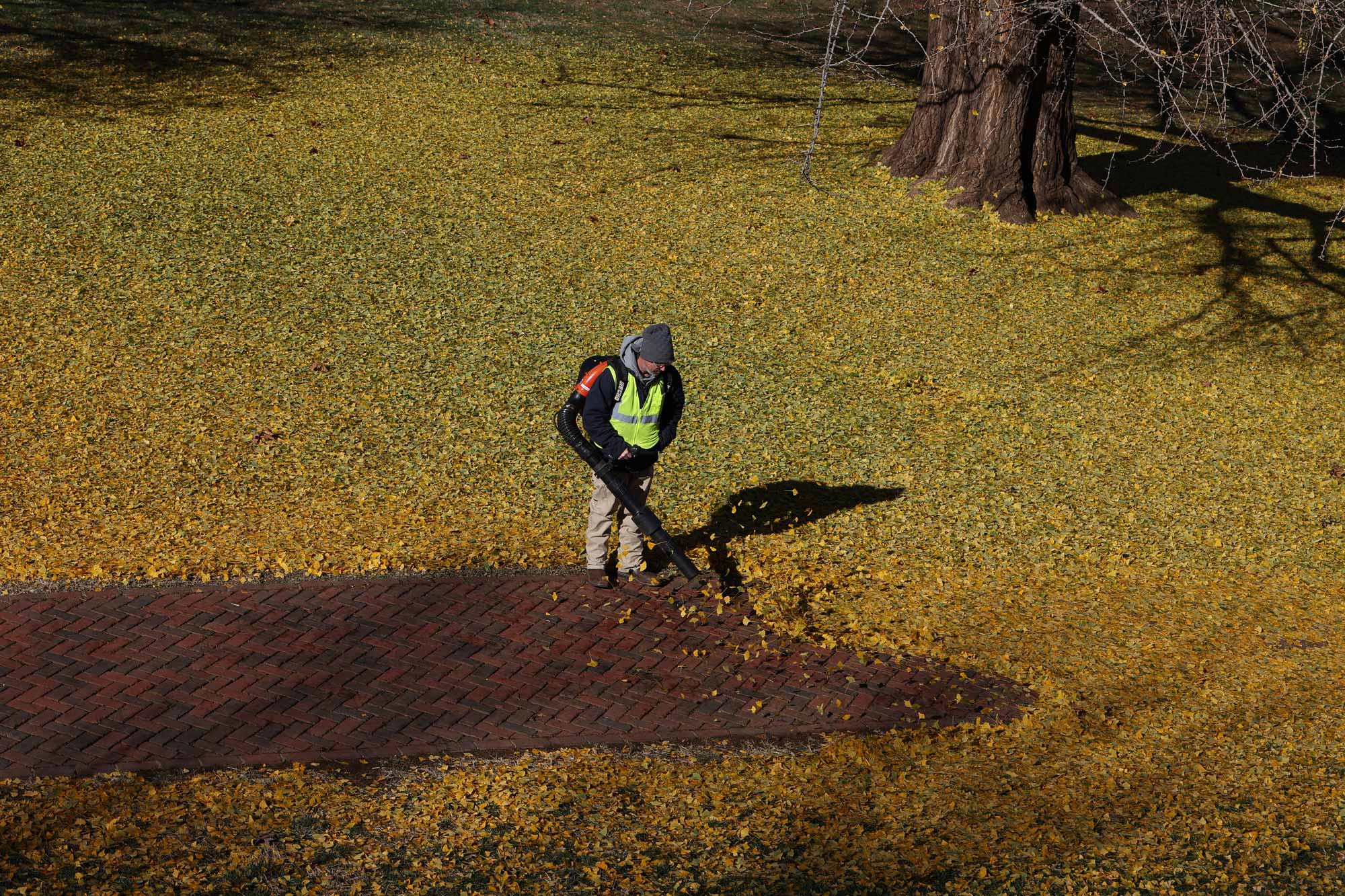 Leaves from the gingko being leaf blown by facilities management 