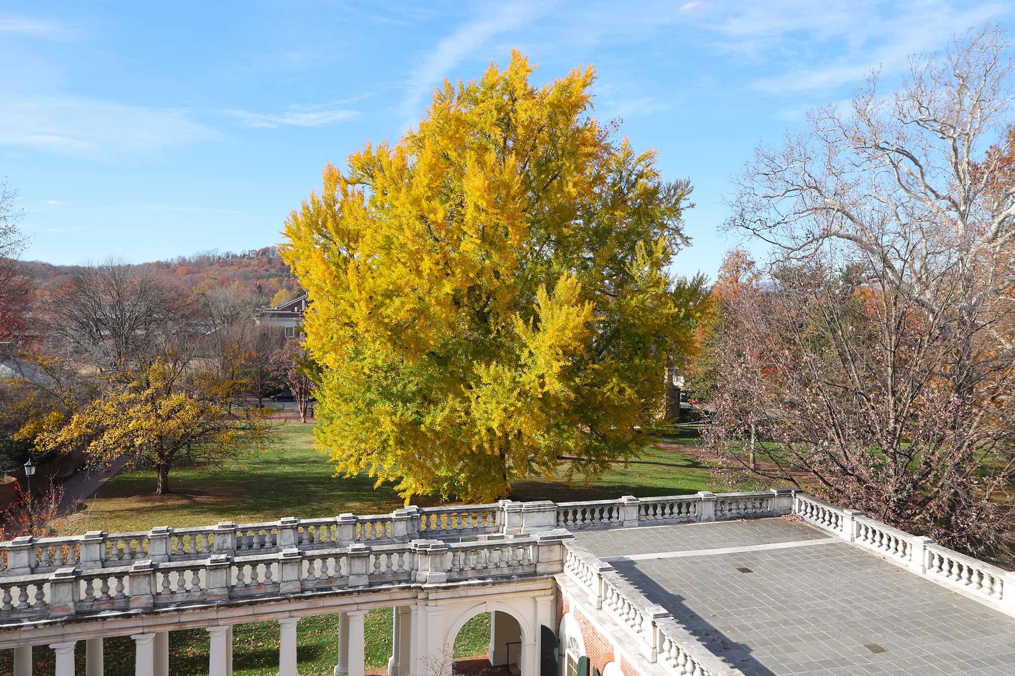 A raised view of the Gingko from the Rotunda