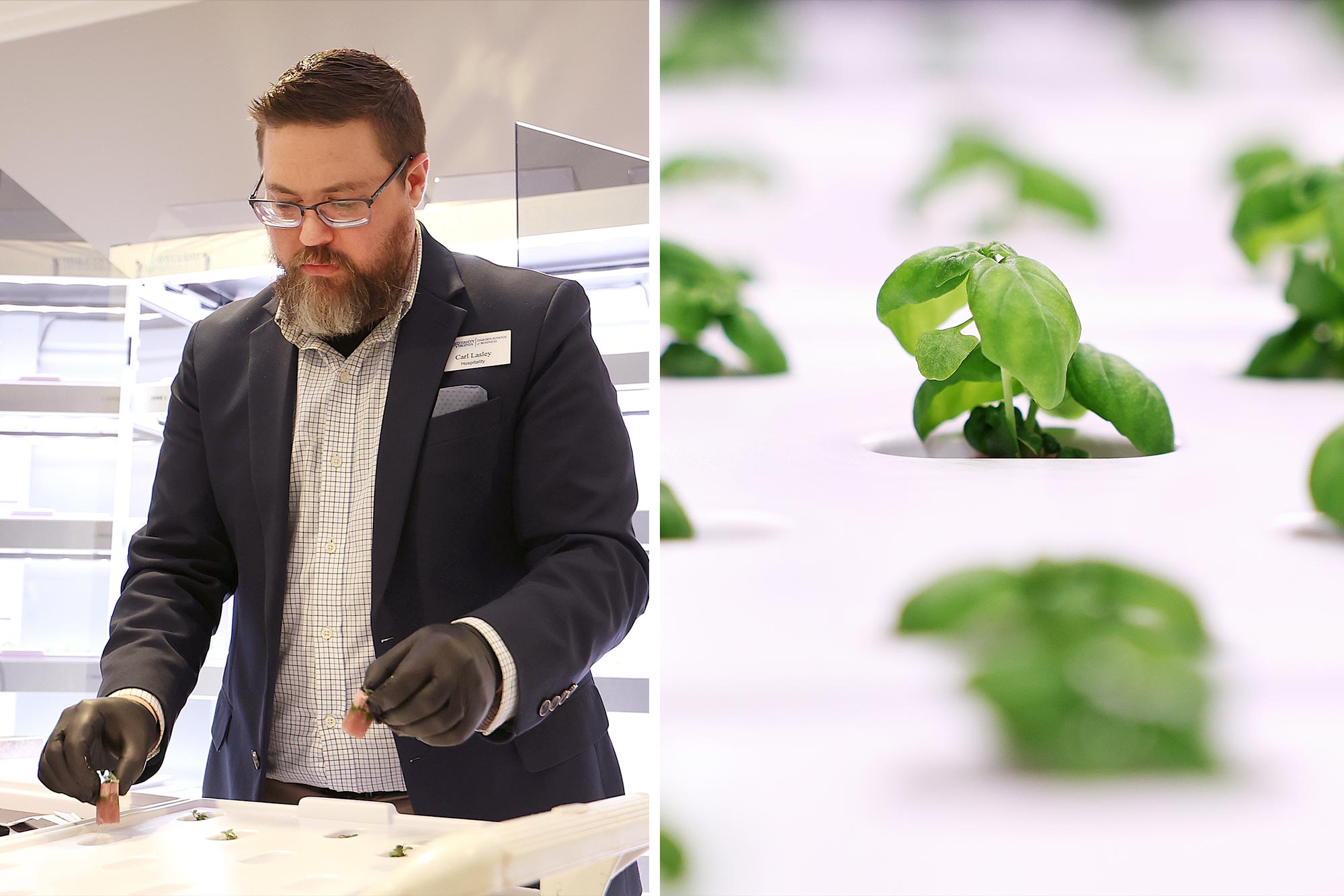 Carl Lasley, left, places basil starts into the hydroponic trays 