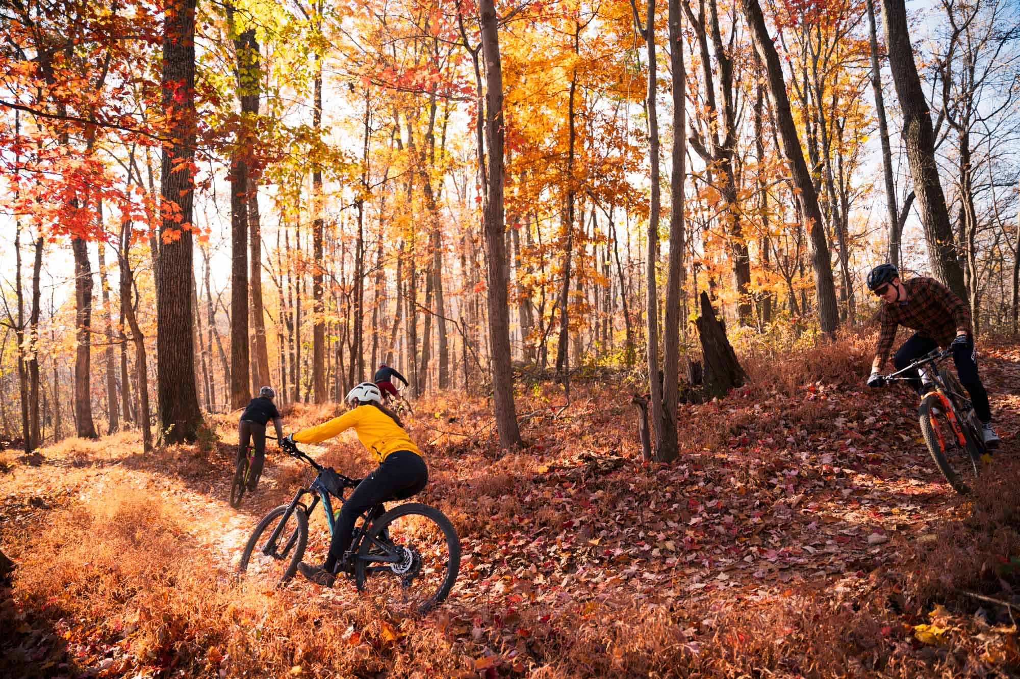 several people on mountain bikes riding through a forest during Autumn with a ground covered in leaves.