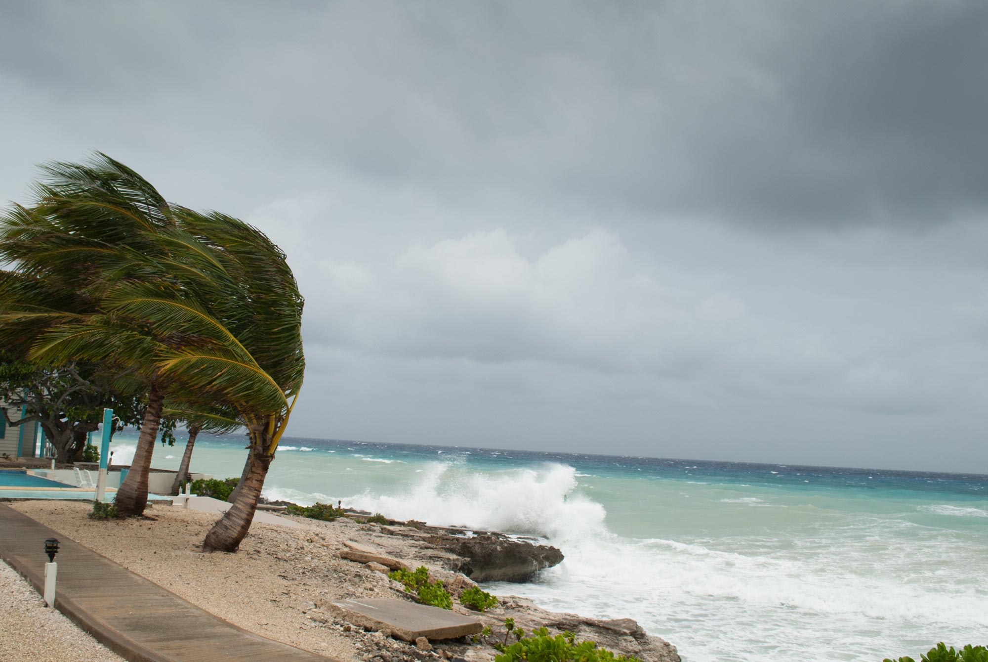 Hard wind blows palm trees to the left as a wave crashes on a beach