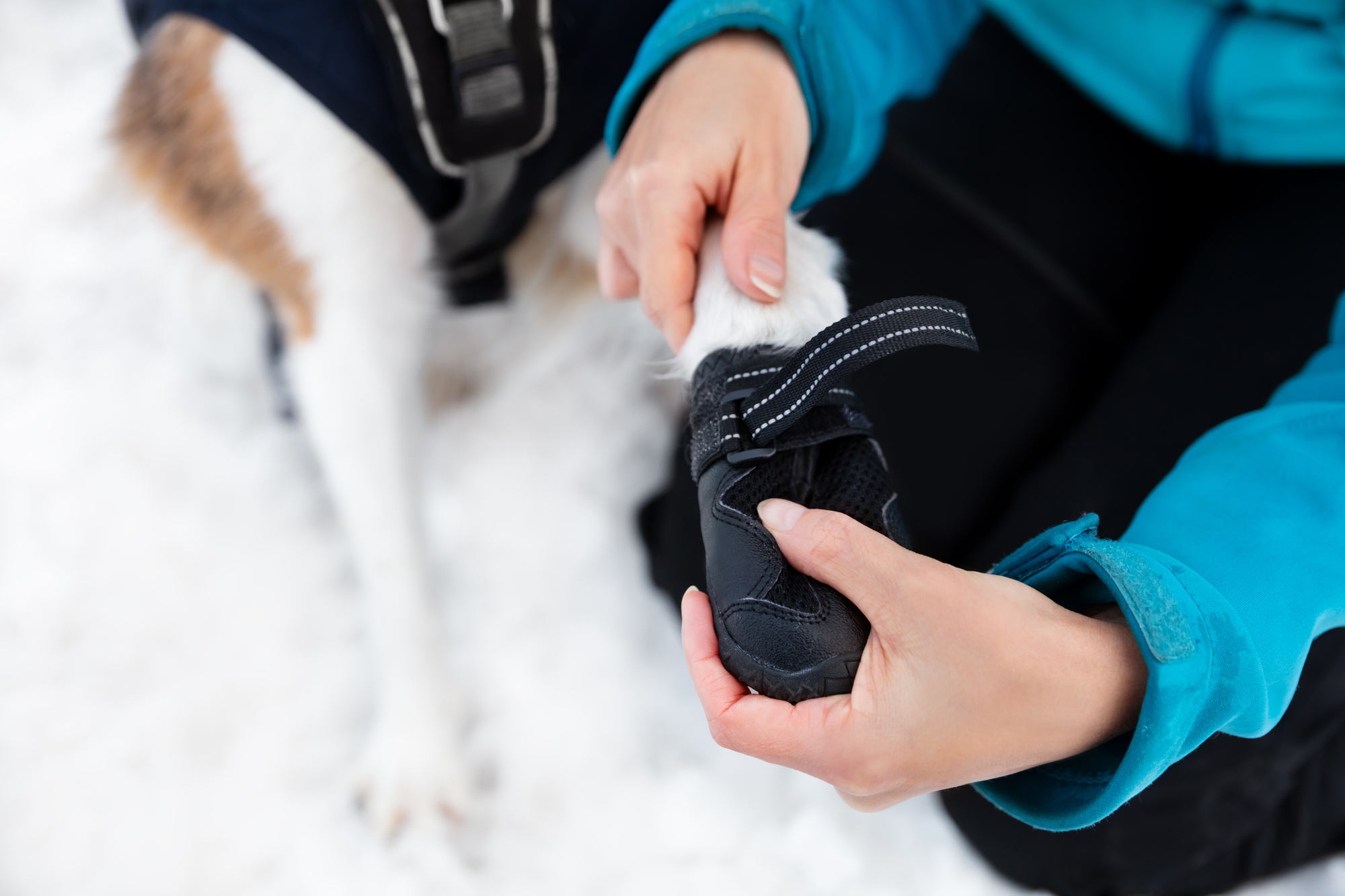 A close up of a dog bootie being put on a dog's paw