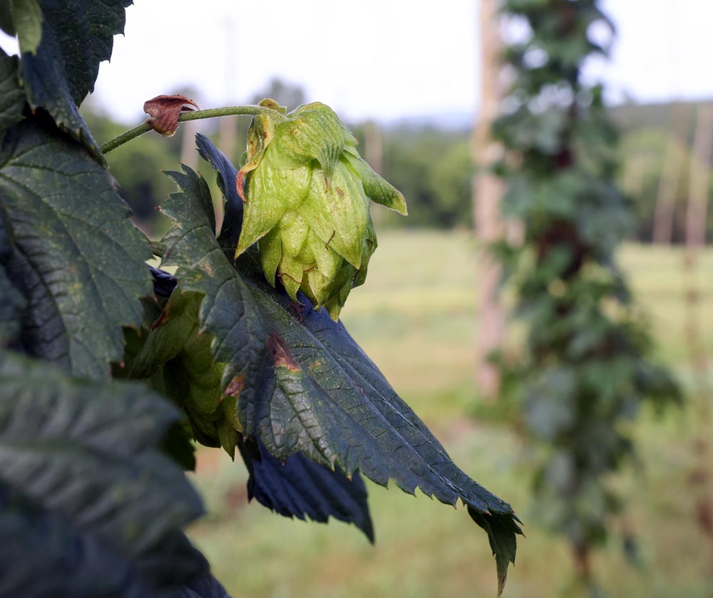 A close view of a hop still on the plant