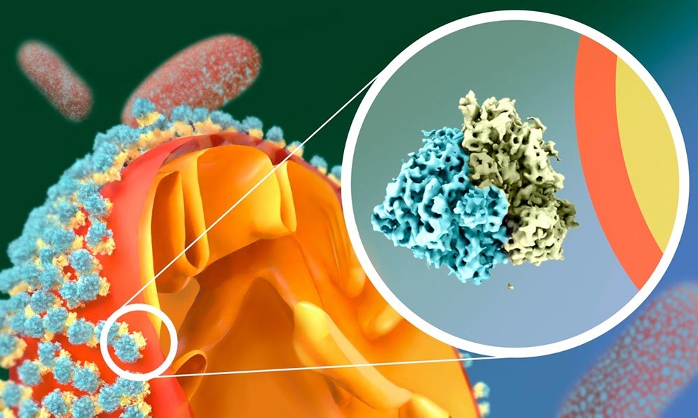 A close up diagram of the yeast cell