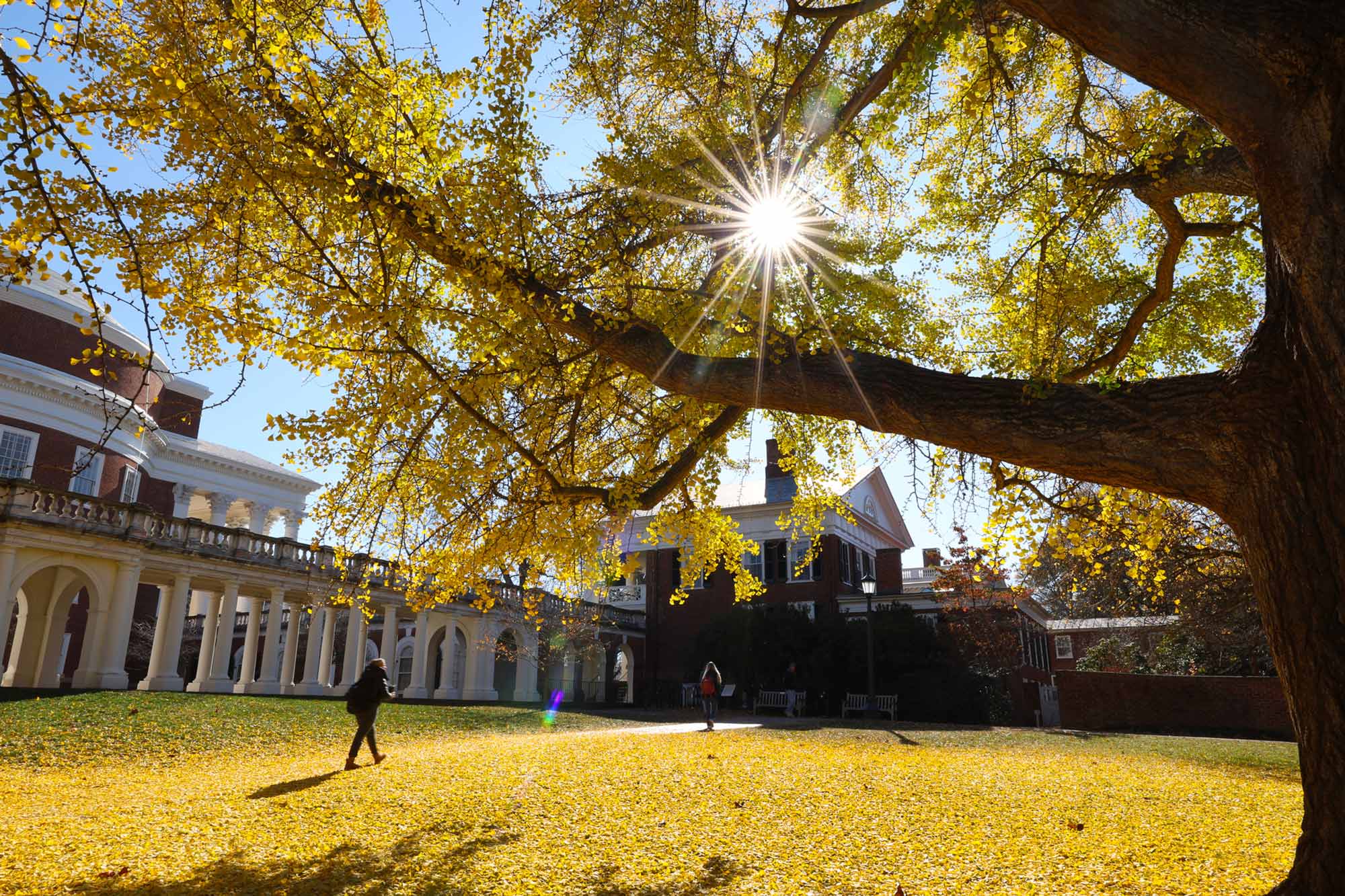 The sun shining through the Gingko's brilliant yellow leaves with the ground covered in yellow