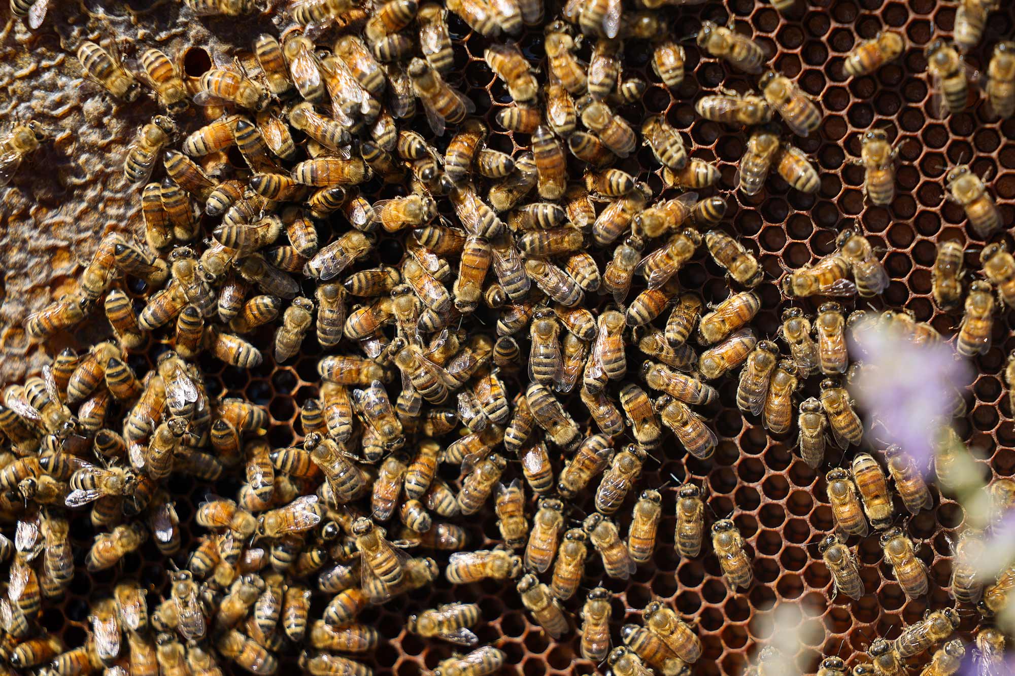 Close-up of a tray of Italian honey bees